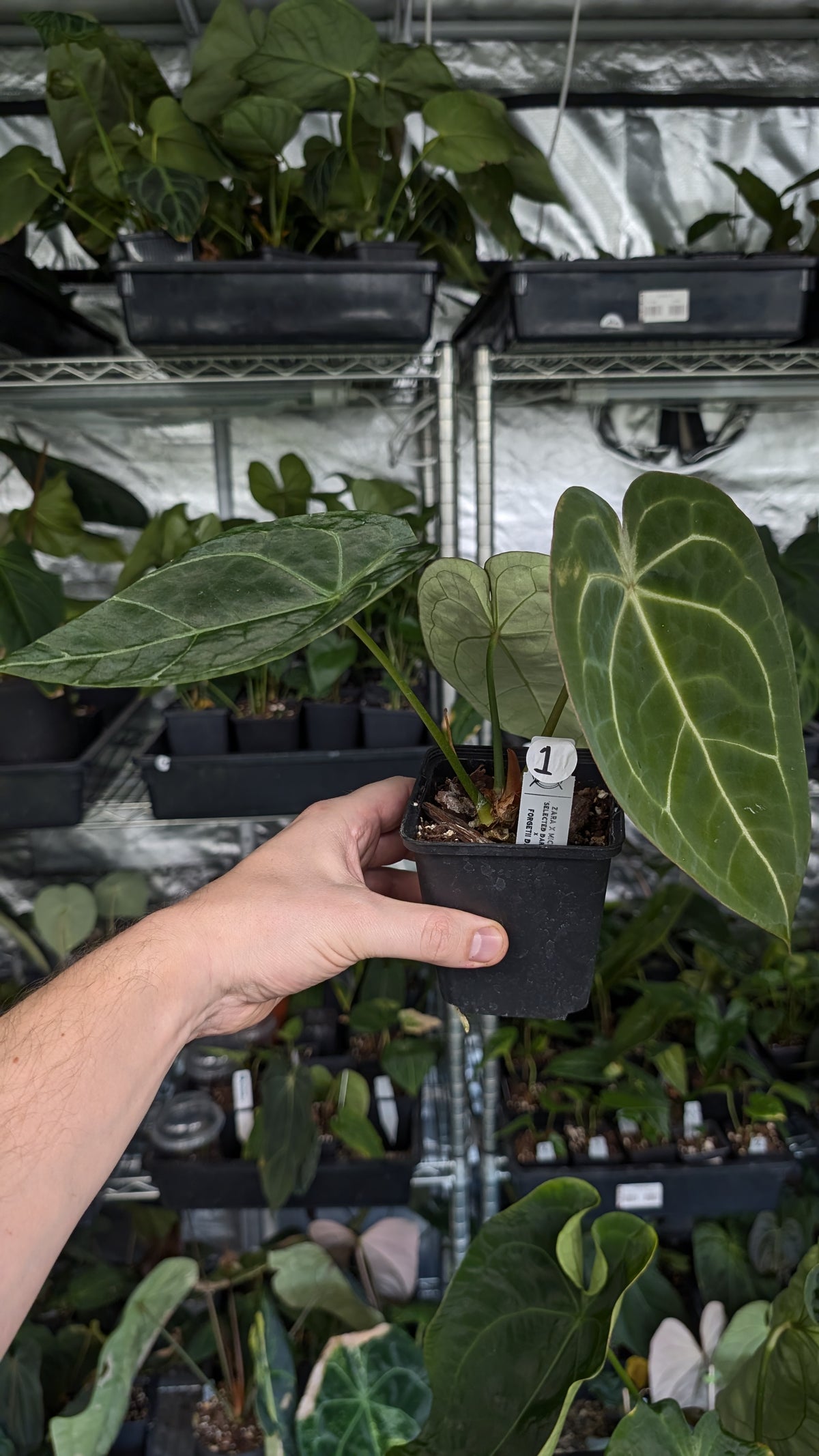 Anthurium Doc Block Zara x Michelle 'selected dark form' x Forgetii Dark