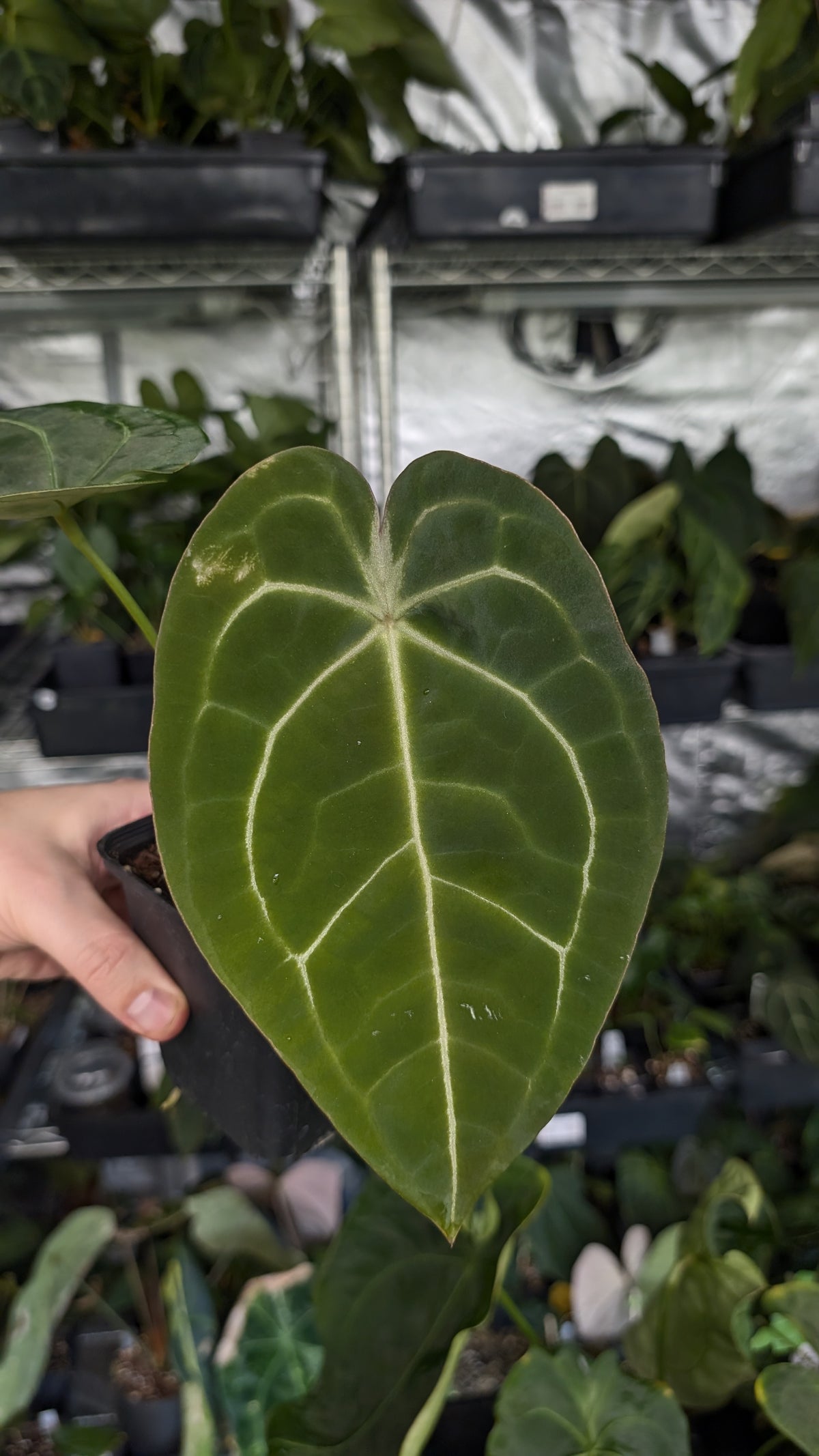 Anthurium Doc Block Zara x Michelle 'selected dark form' x Forgetii Dark