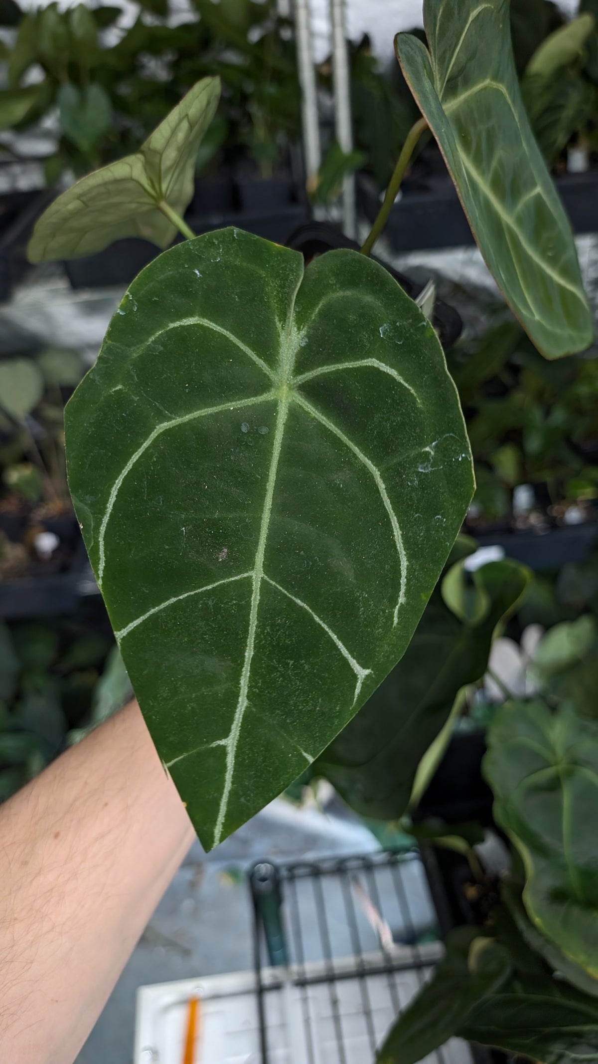 Anthurium Doc Block Zara x Michelle 'selected dark form' x Forgetii Dark