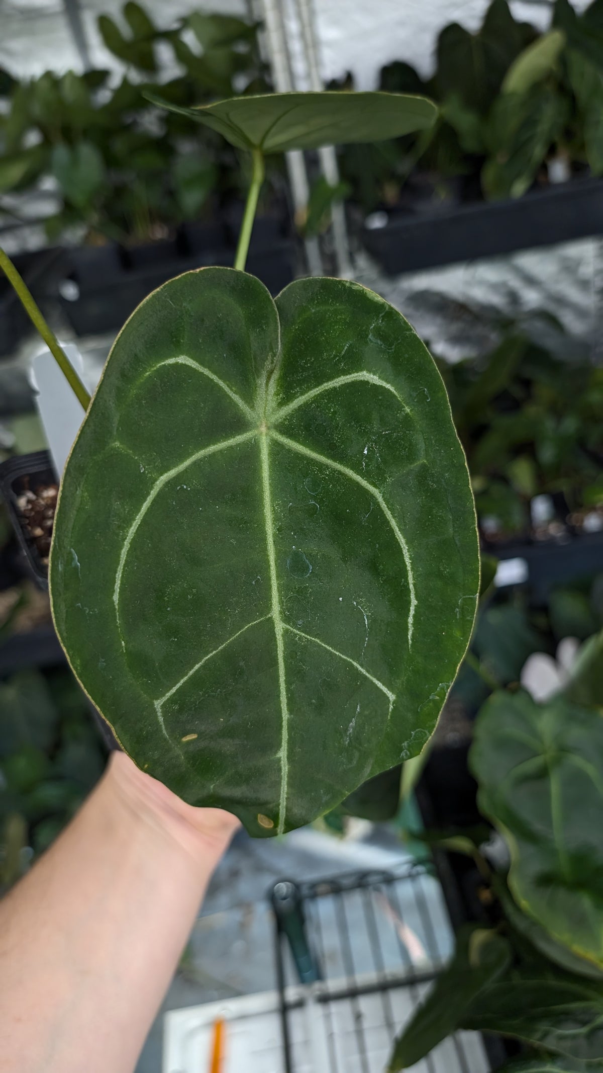 Anthurium Doc Block Zara x Michelle 'selected dark form' x Forgetii Dark