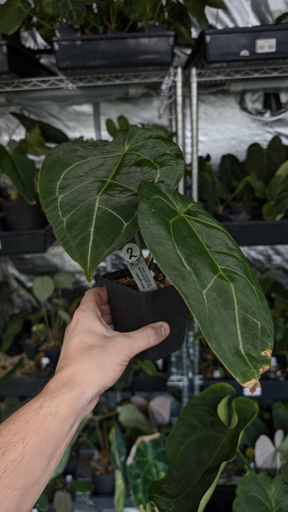 Anthurium Doc Block Zara x Michelle 'selected dark form' x Forgetii Dark