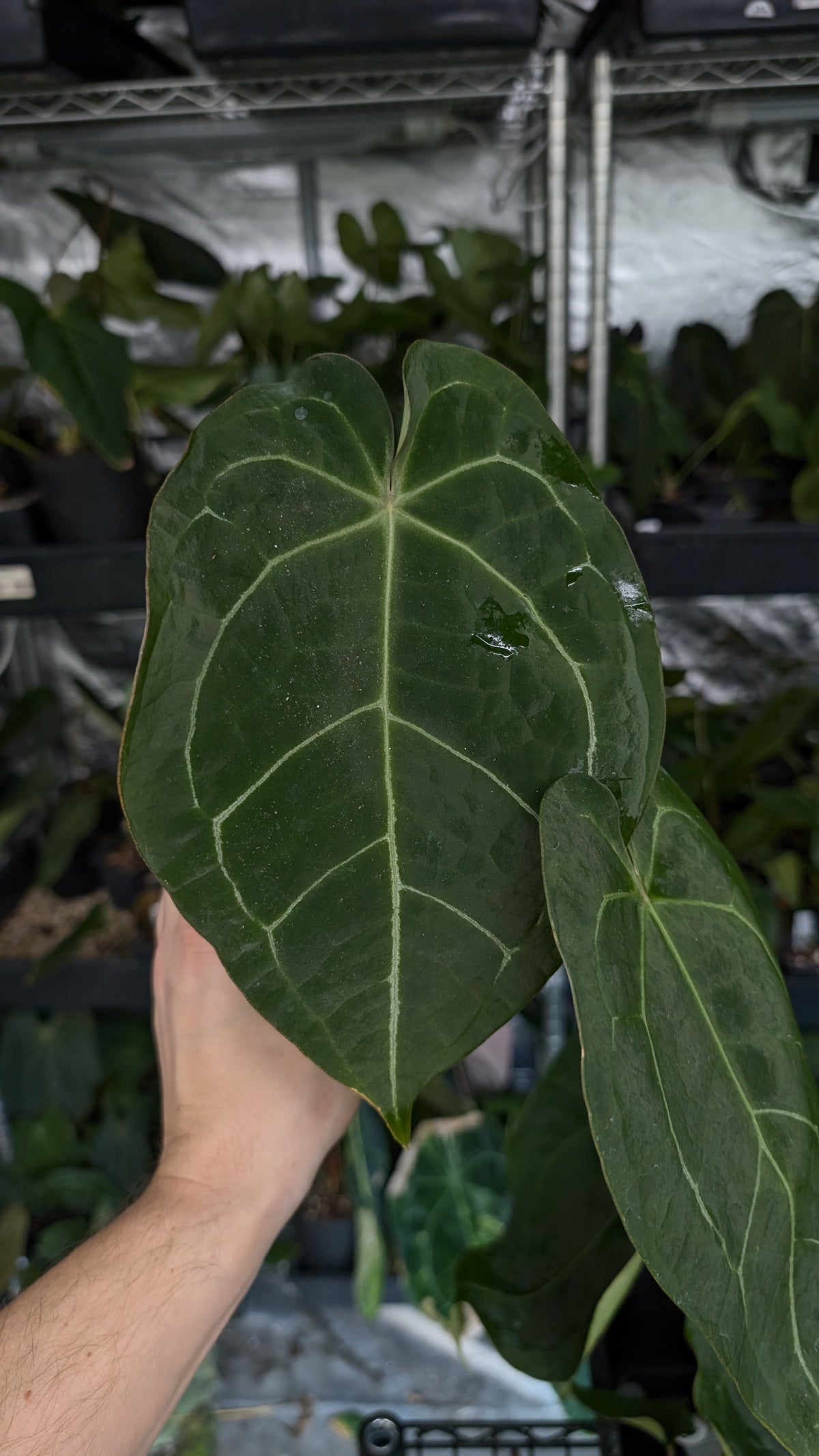 Anthurium Doc Block Zara x Michelle 'selected dark form' x Forgetii Dark