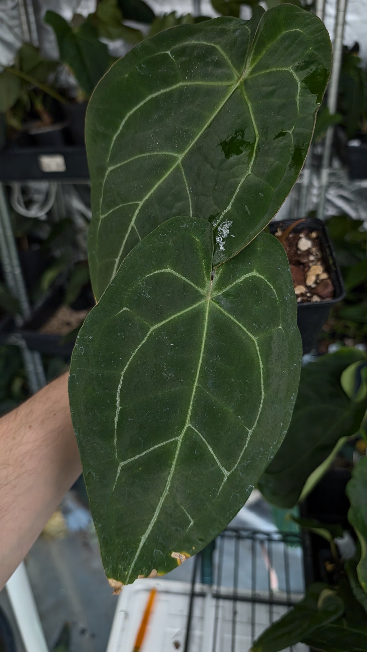 Anthurium Doc Block Zara x Michelle 'selected dark form' x Forgetii Dark