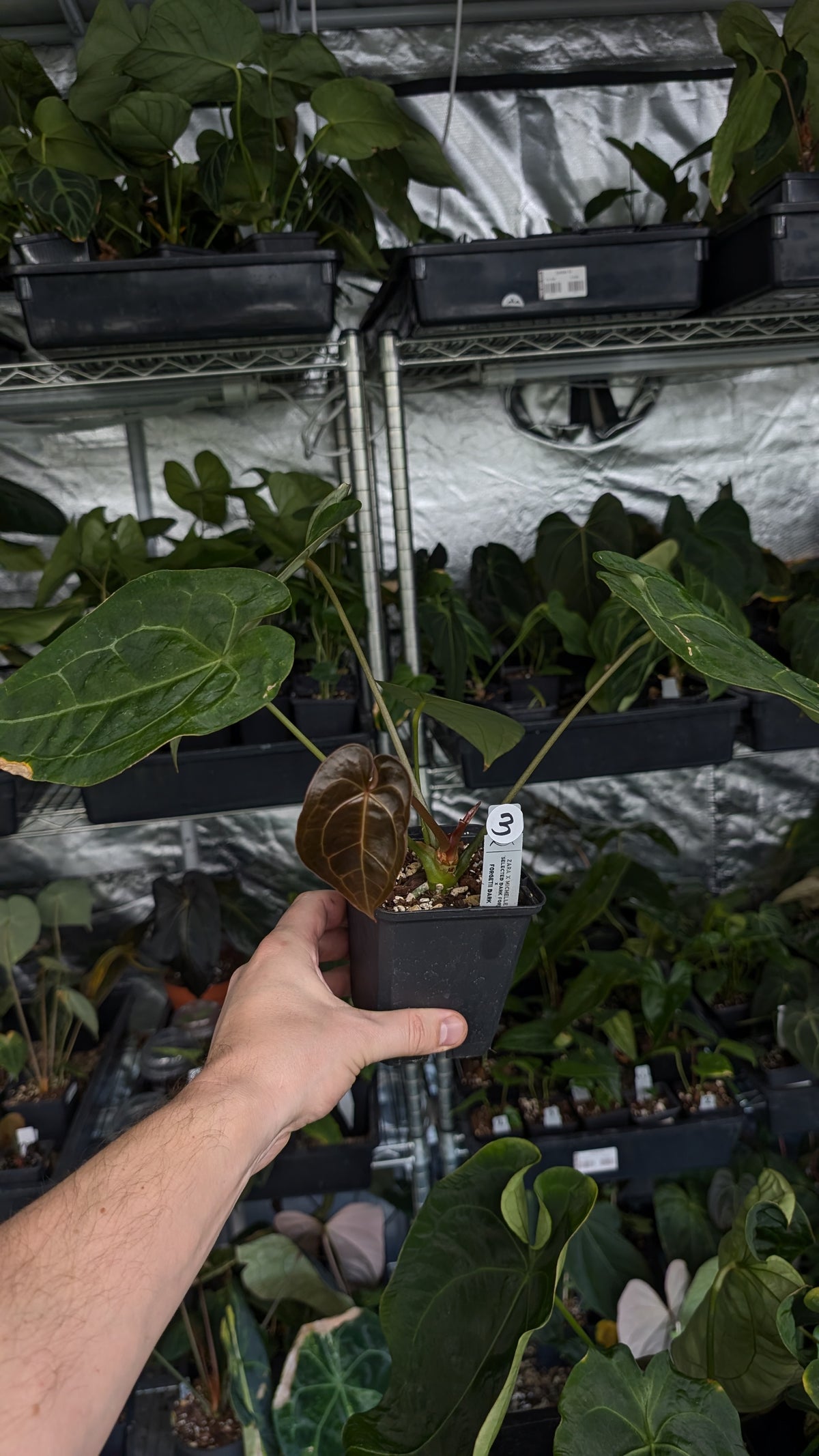 Anthurium Doc Block Zara x Michelle 'selected dark form' x Forgetii Dark