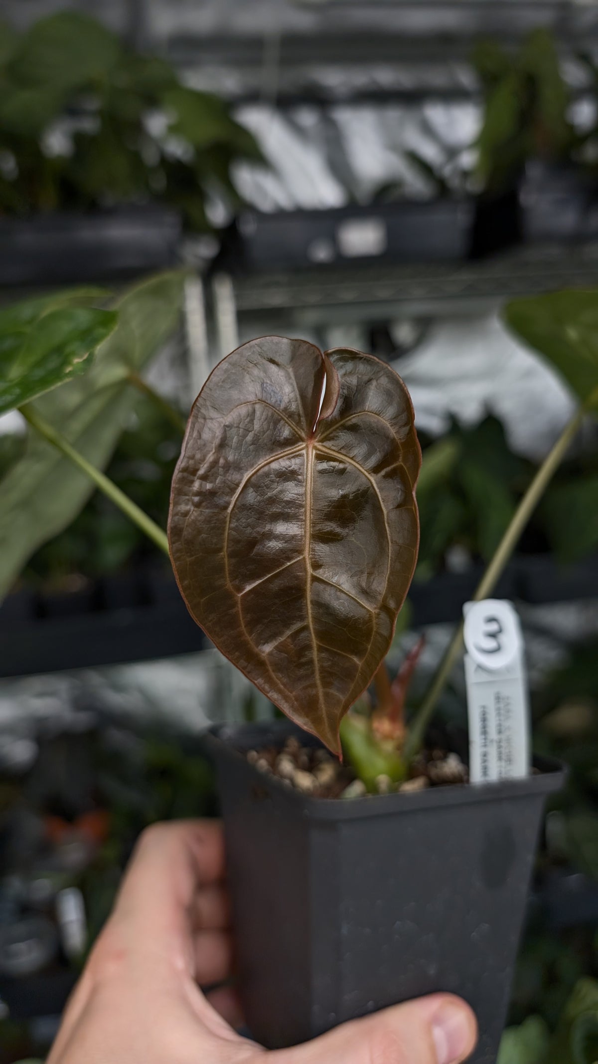 Anthurium Doc Block Zara x Michelle 'selected dark form' x Forgetii Dark