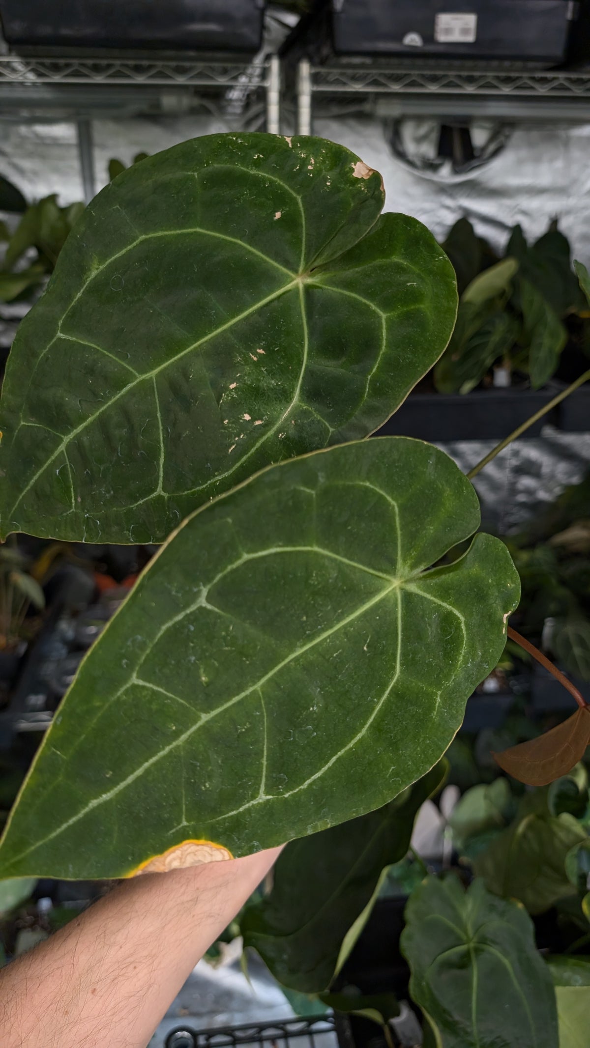 Anthurium Doc Block Zara x Michelle 'selected dark form' x Forgetii Dark