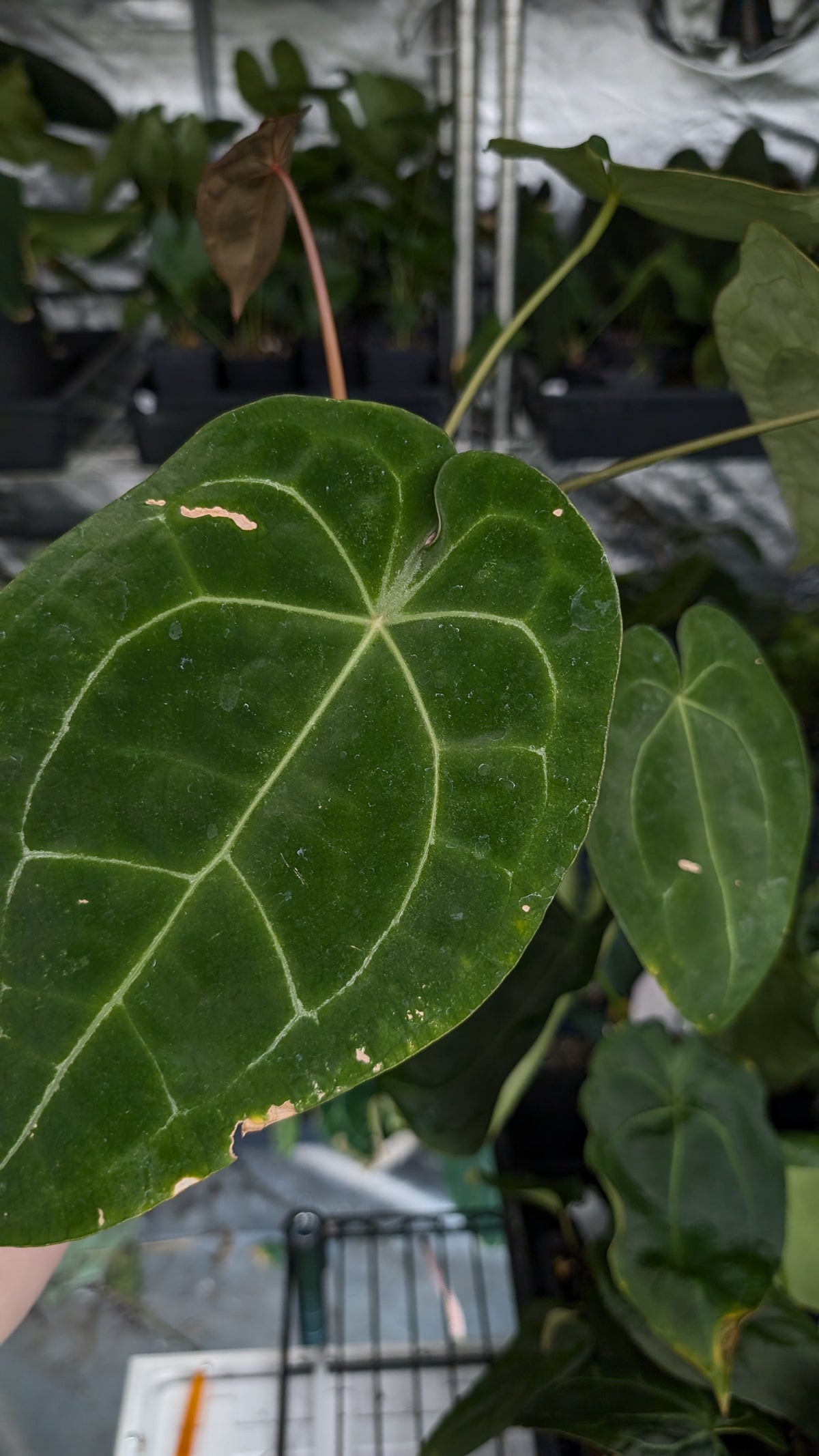 Anthurium Doc Block Zara x Michelle 'selected dark form' x Forgetii Dark
