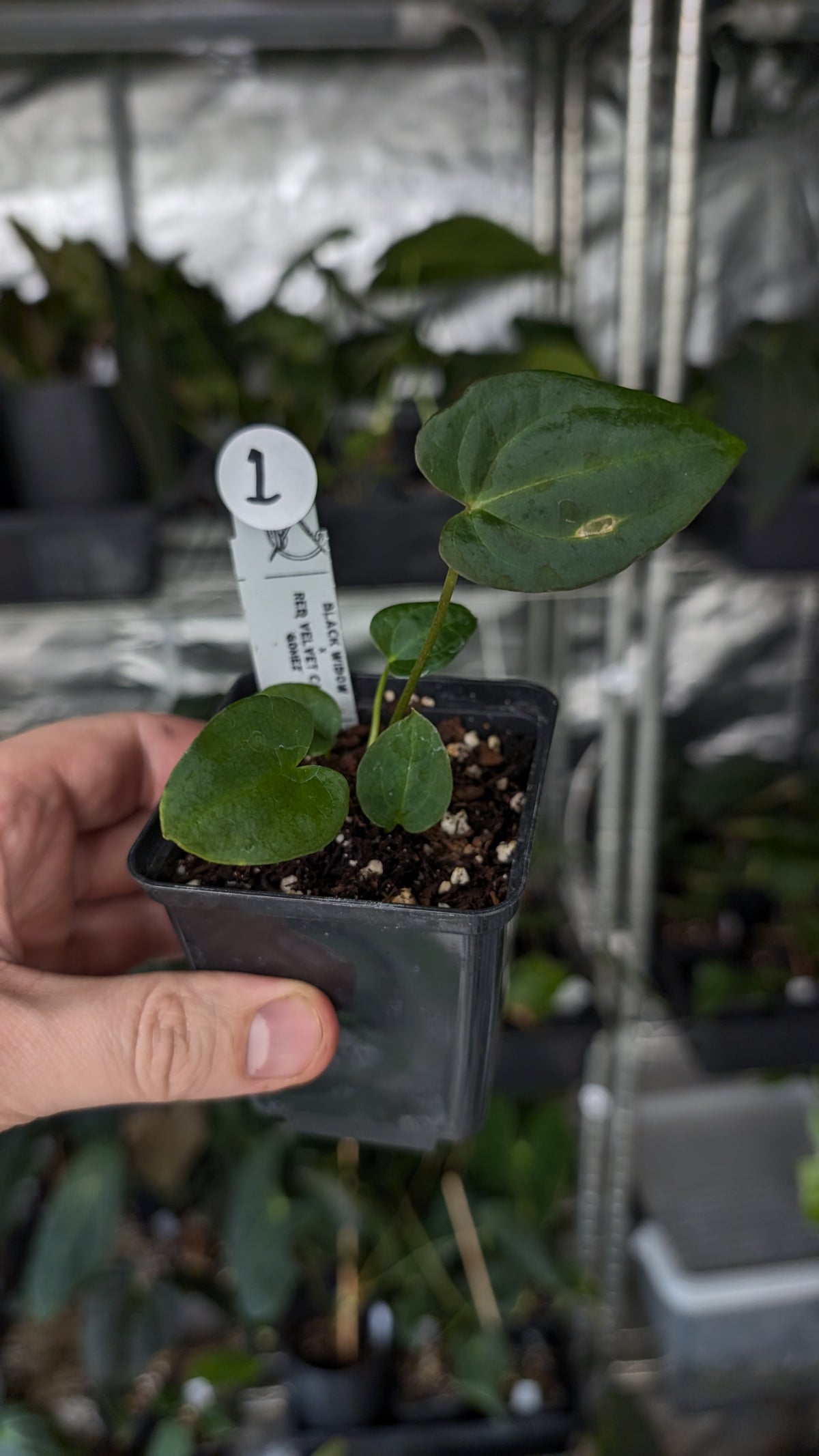 Anthurium Black Widow 43 x Red Velvet Cake 24 'Gomez' Clone