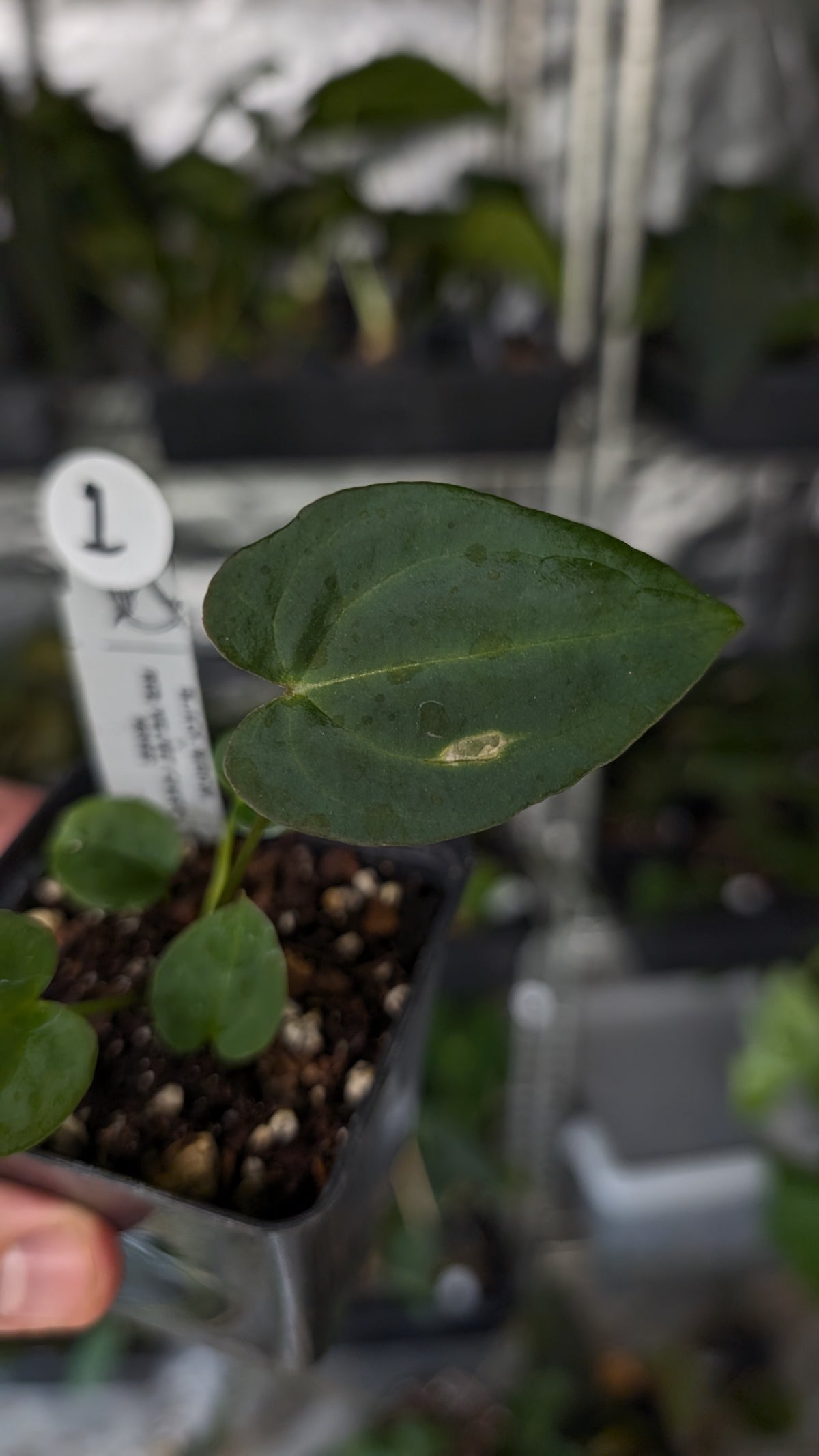 Anthurium Black Widow 43 x Red Velvet Cake 24 'Gomez' Clone