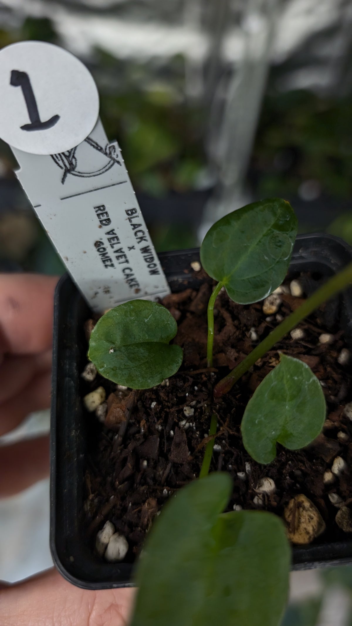 Anthurium Black Widow 43 x Red Velvet Cake 24 'Gomez' Clone