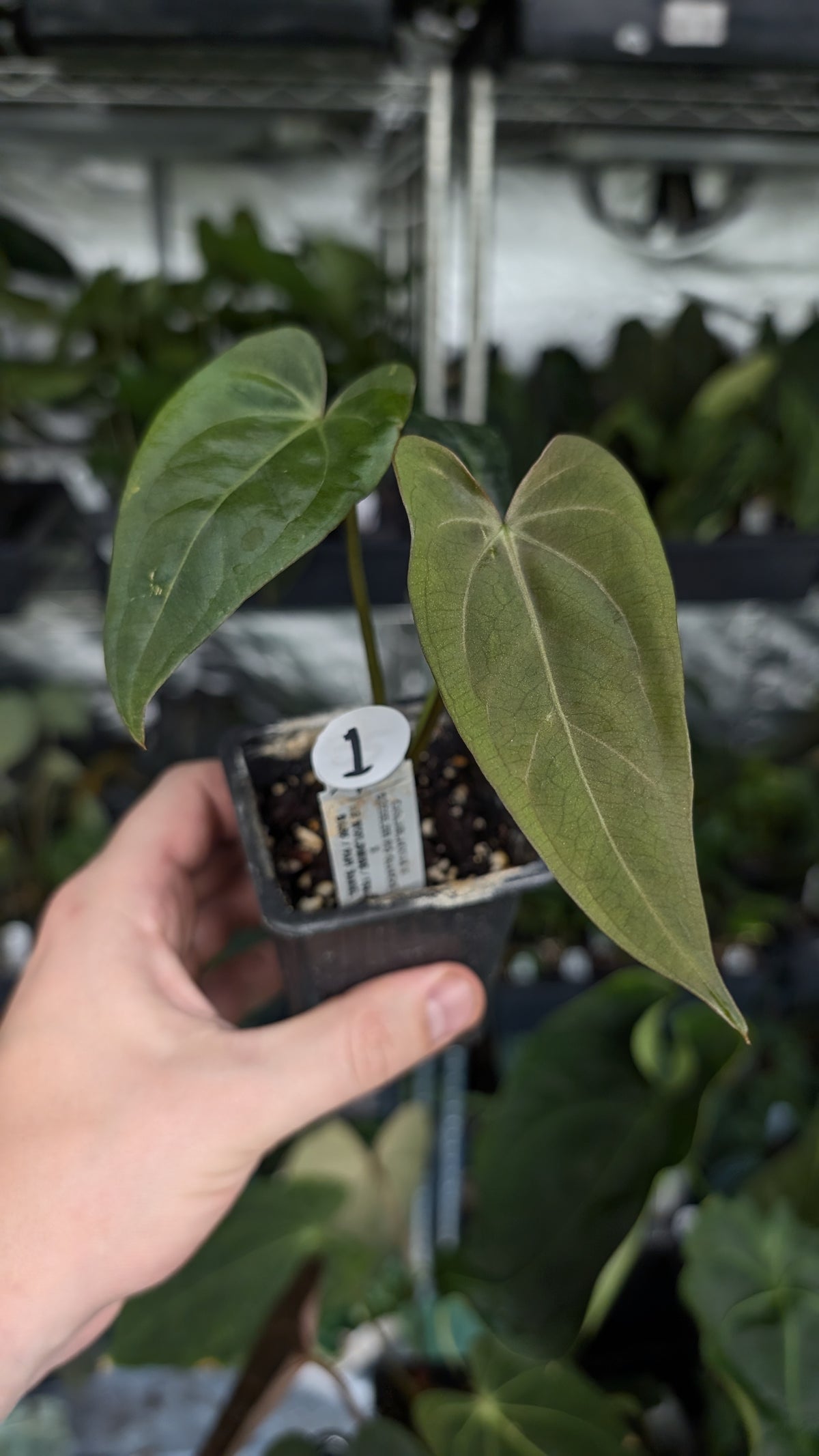 Anthurium (Carlablackiae x Dressleri Rio Guanche) x Mr Worldwide OR Forgetii Dark OR Papillilaminum Daniel