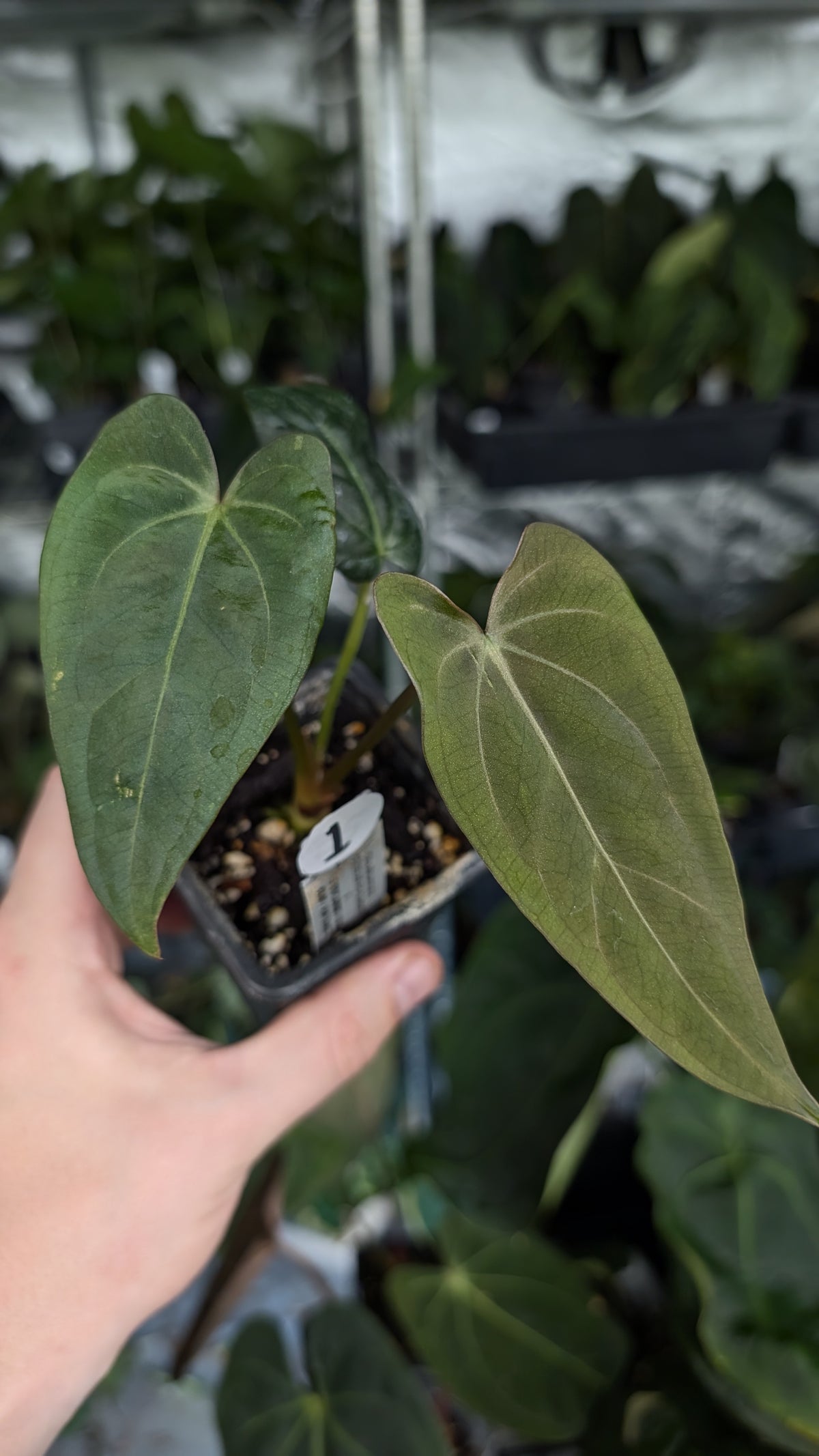Anthurium (Carlablackiae x Dressleri Rio Guanche) x Mr Worldwide OR Forgetii Dark OR Papillilaminum Daniel