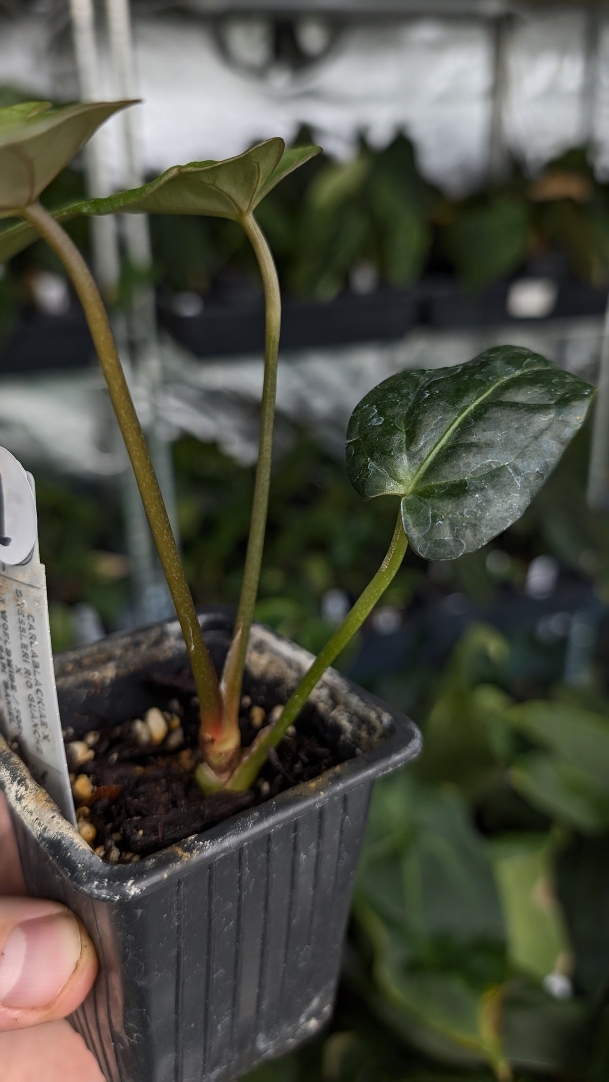 Anthurium (Carlablackiae x Dressleri Rio Guanche) x Mr Worldwide OR Forgetii Dark OR Papillilaminum Daniel