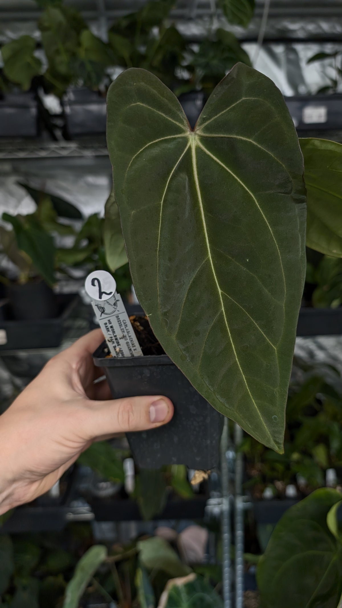 Anthurium (Carlablackiae x Dressleri Rio Guanche) x Mr Worldwide OR Forgetii Dark OR Papillilaminum Daniel