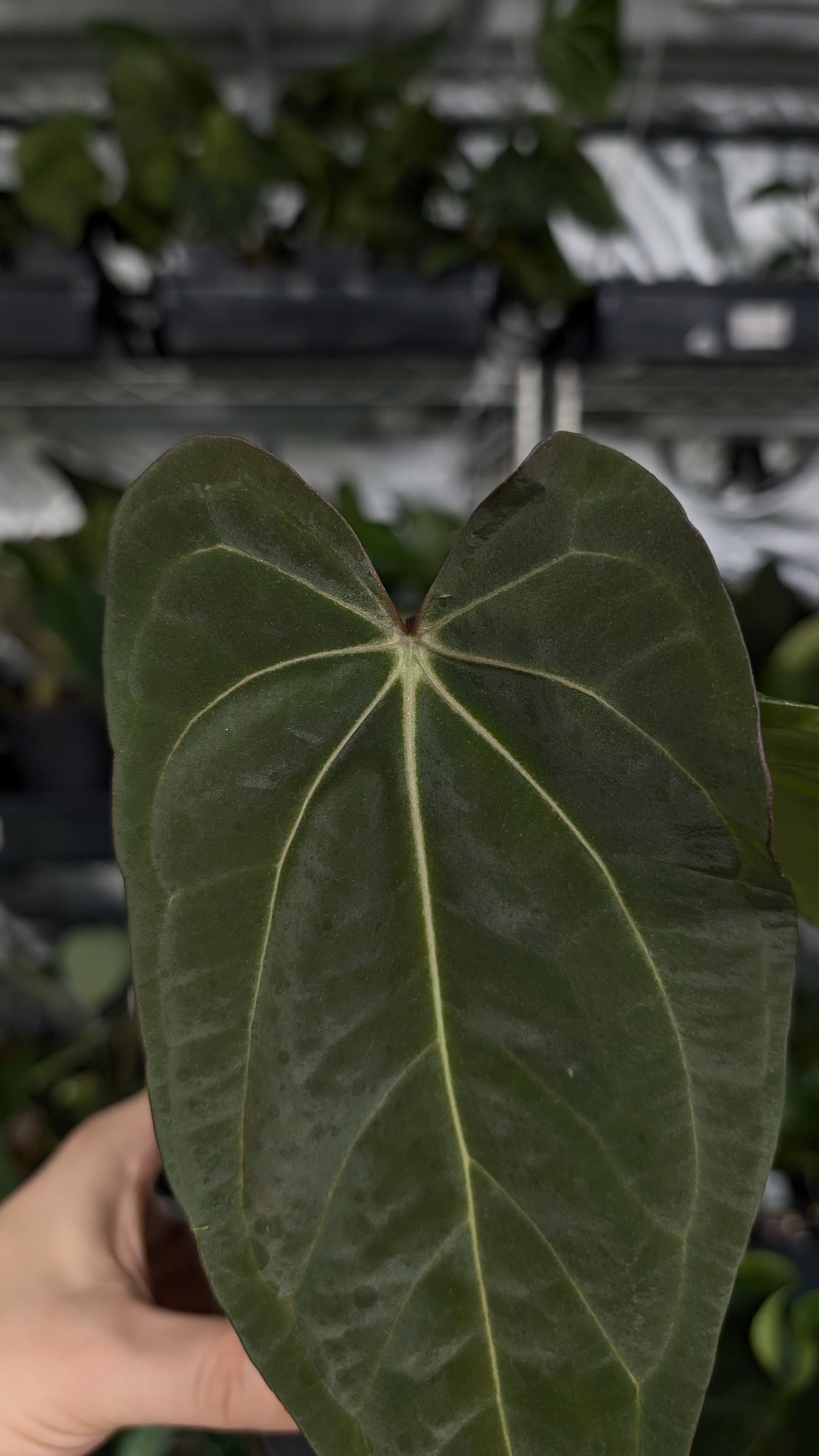 Anthurium (Carlablackiae x Dressleri Rio Guanche) x Mr Worldwide OR Forgetii Dark OR Papillilaminum Daniel