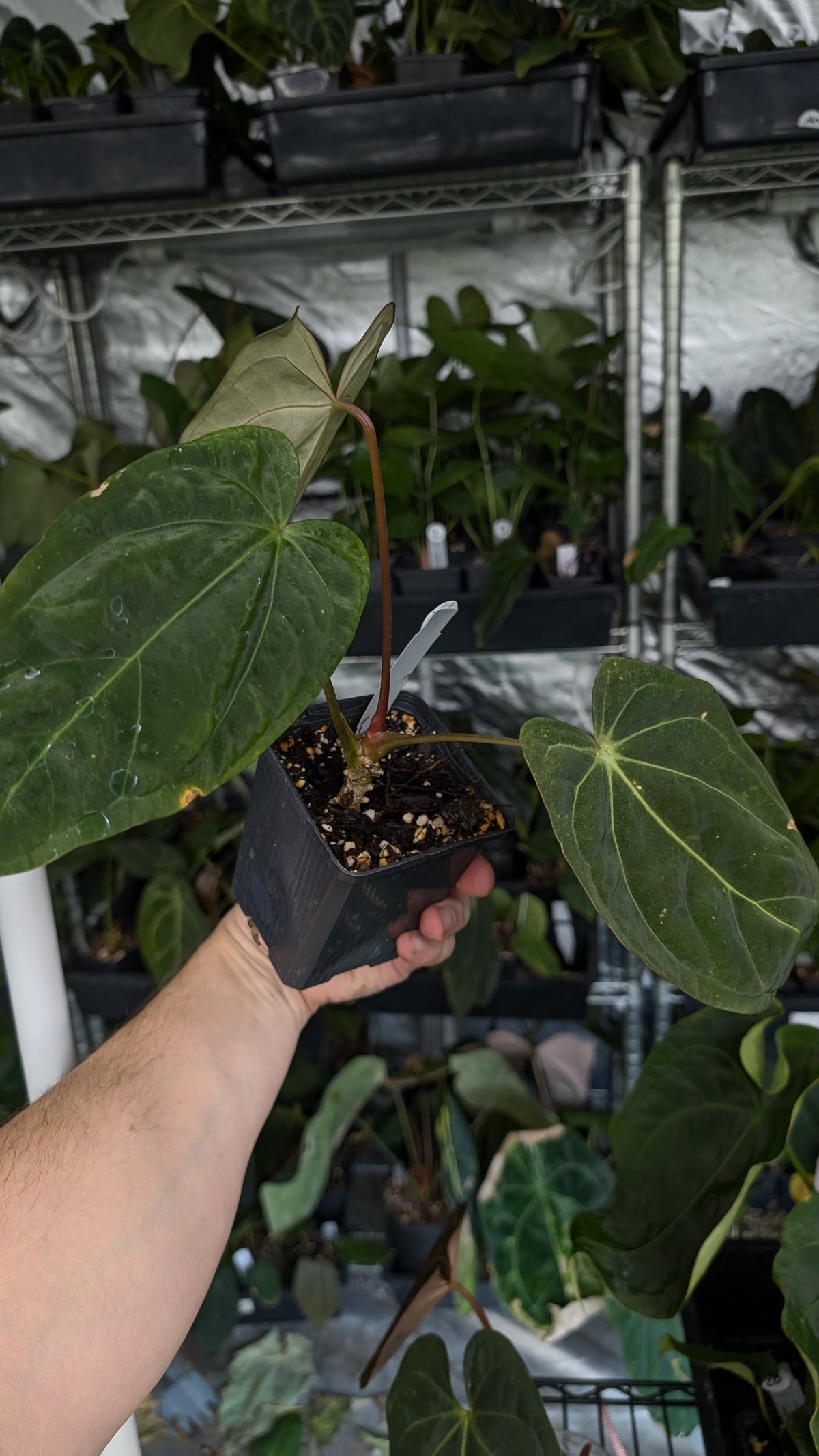 Anthurium (Carlablackiae x Dressleri Rio Guanche) x Mr Worldwide OR Forgetii Dark OR Papillilaminum Daniel