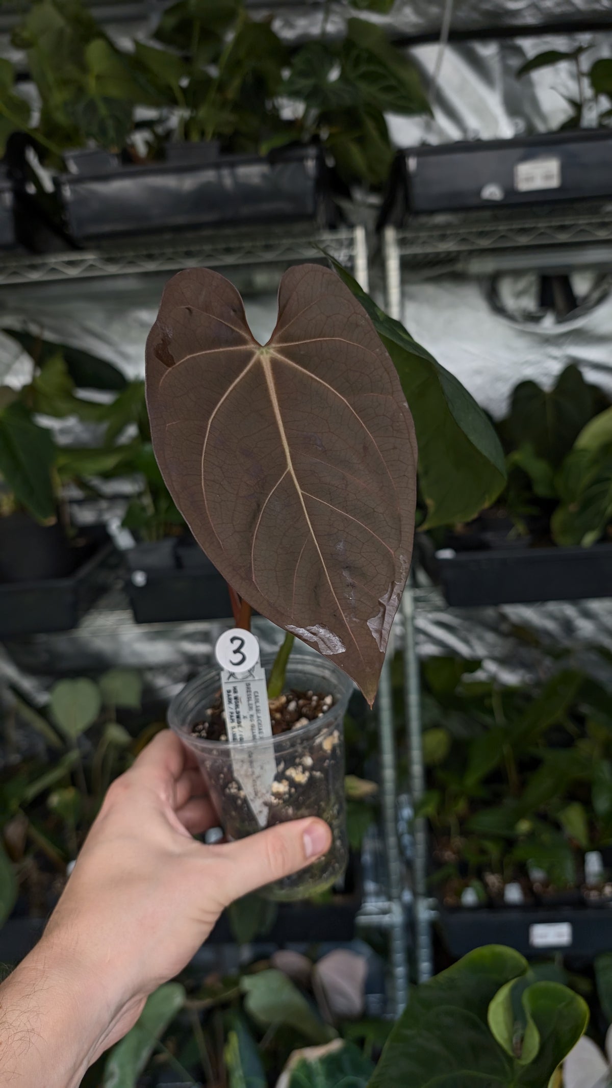Anthurium (Carlablackiae x Dressleri Rio Guanche) x Mr Worldwide OR Forgetii Dark OR Papillilaminum Daniel