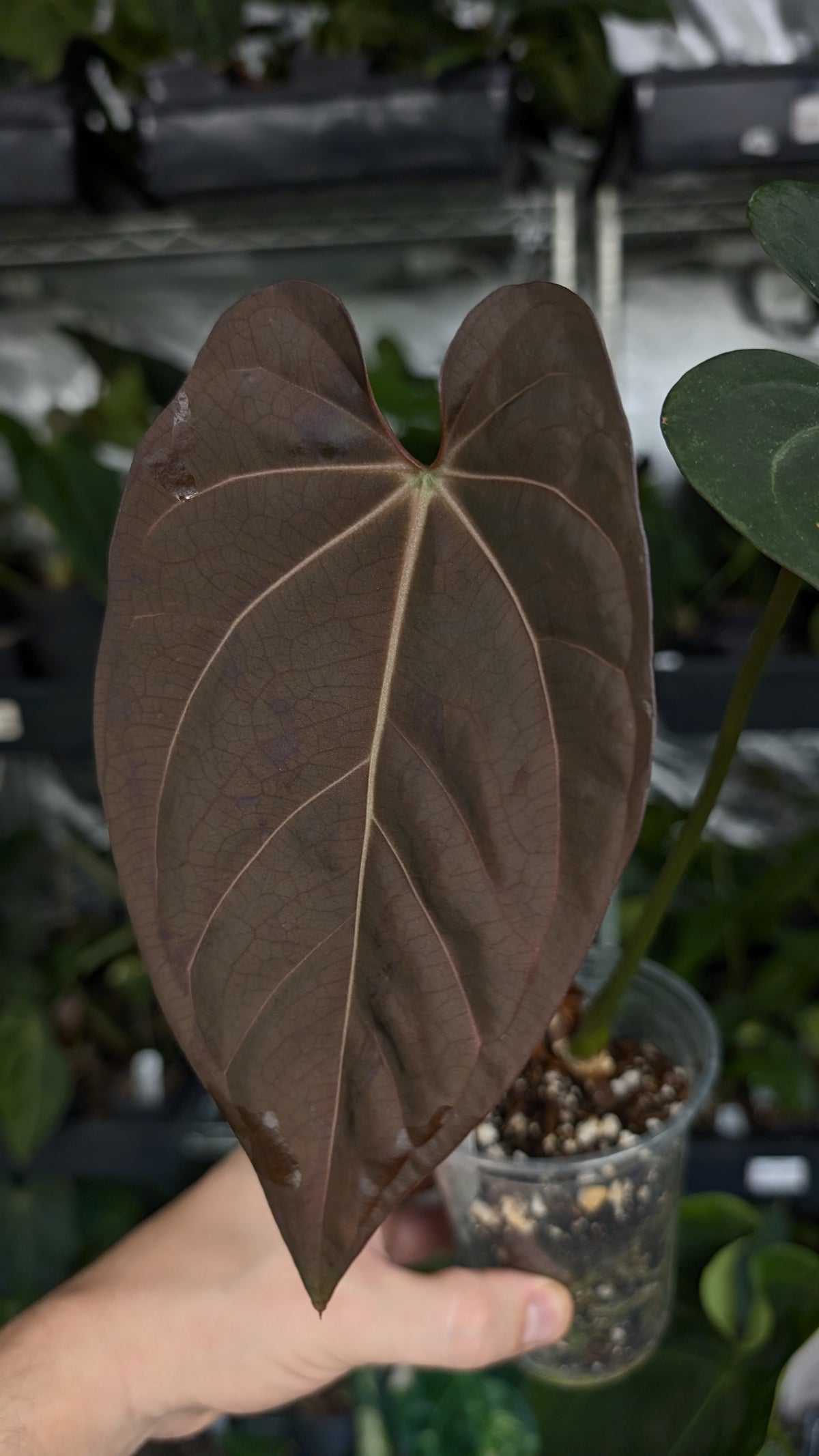 Anthurium (Carlablackiae x Dressleri Rio Guanche) x Mr Worldwide OR Forgetii Dark OR Papillilaminum Daniel