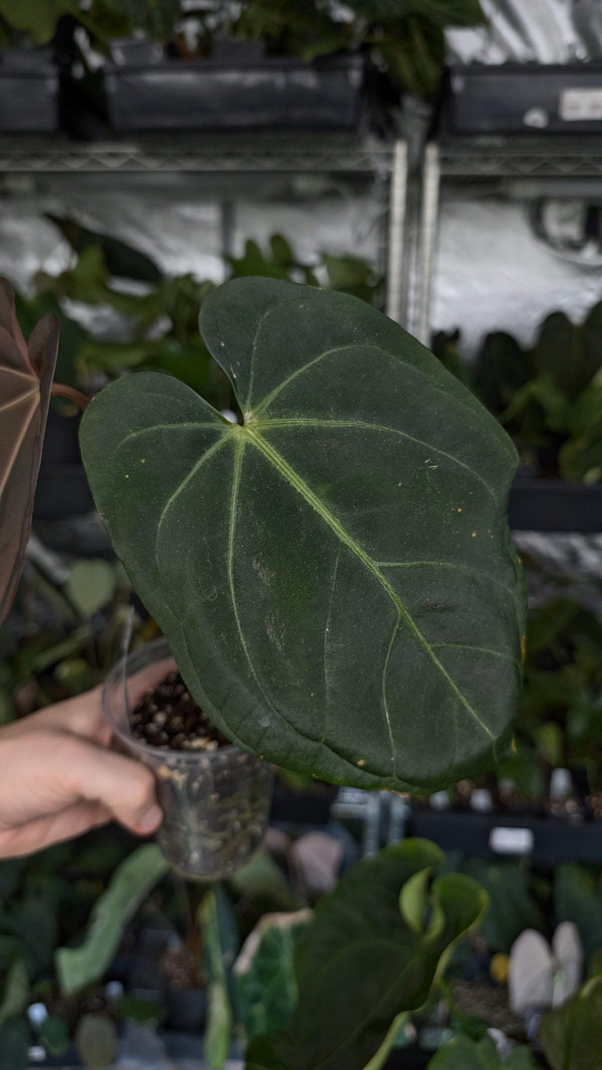 Anthurium (Carlablackiae x Dressleri Rio Guanche) x Mr Worldwide OR Forgetii Dark OR Papillilaminum Daniel