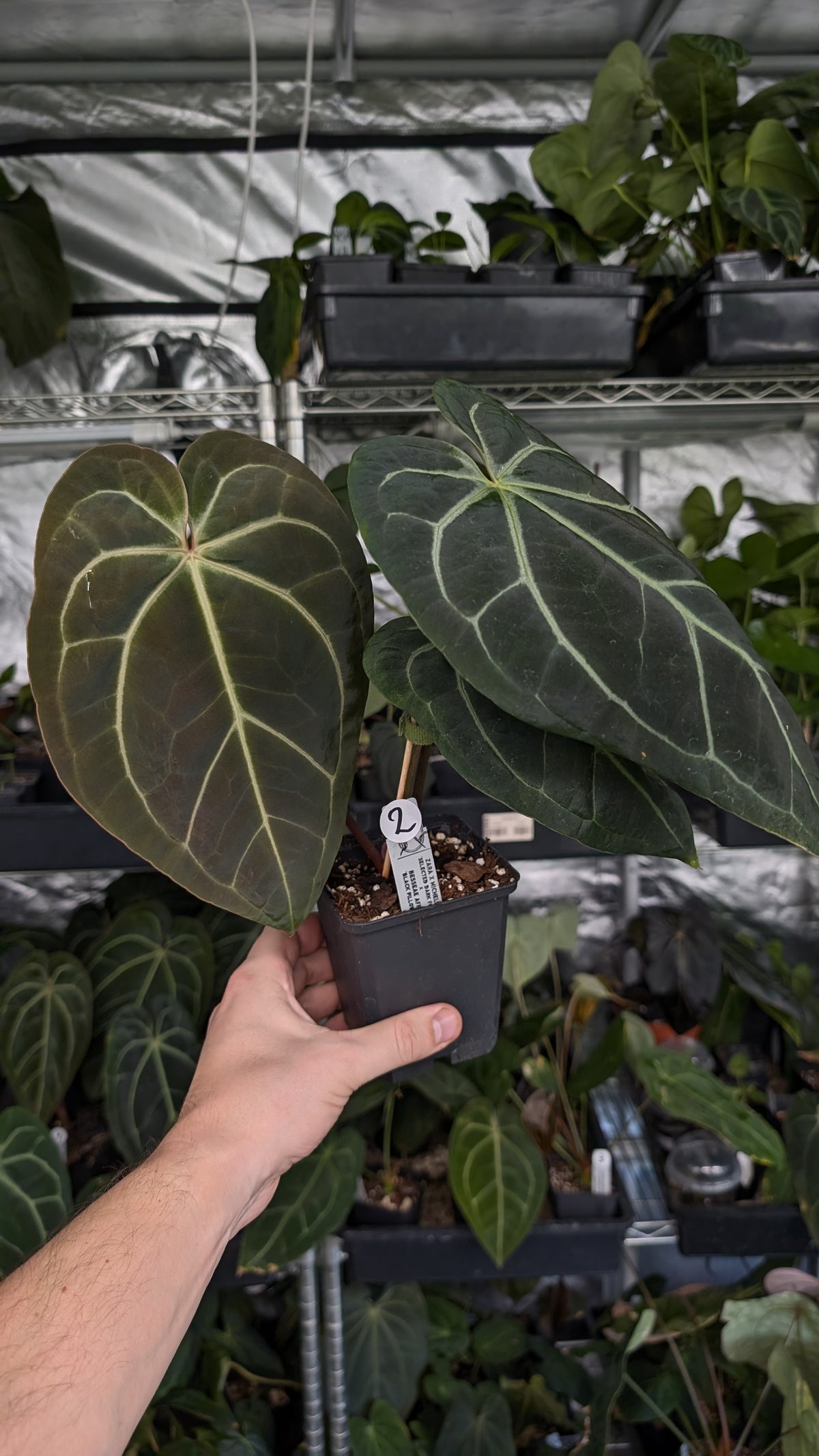 Anthurium Doc Block Zara x Michelle 'Selected Dark Form' x Besseae aff. 'Black Pillow'