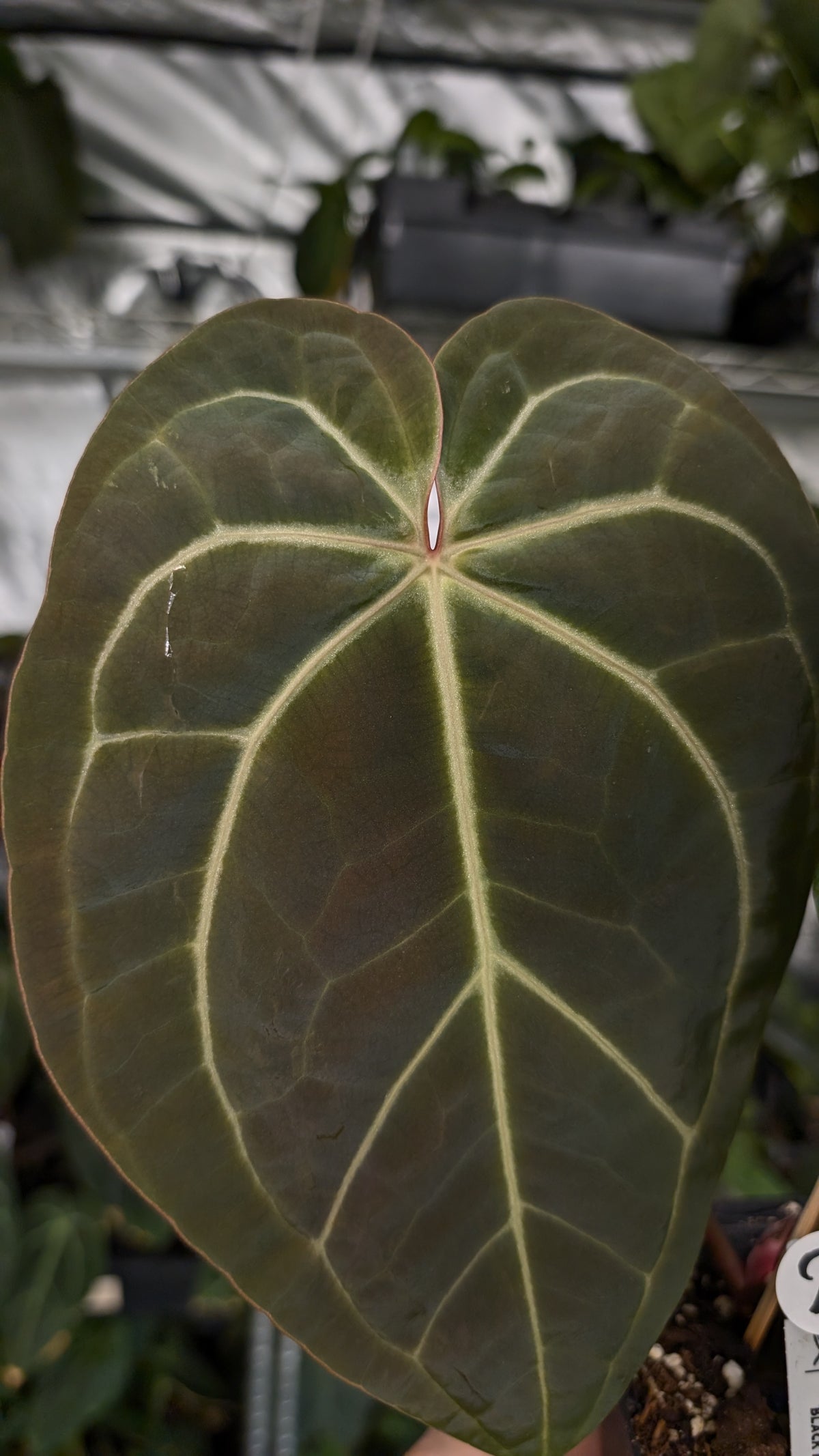 Anthurium Doc Block Zara x Michelle 'Selected Dark Form' x Besseae aff. 'Black Pillow'