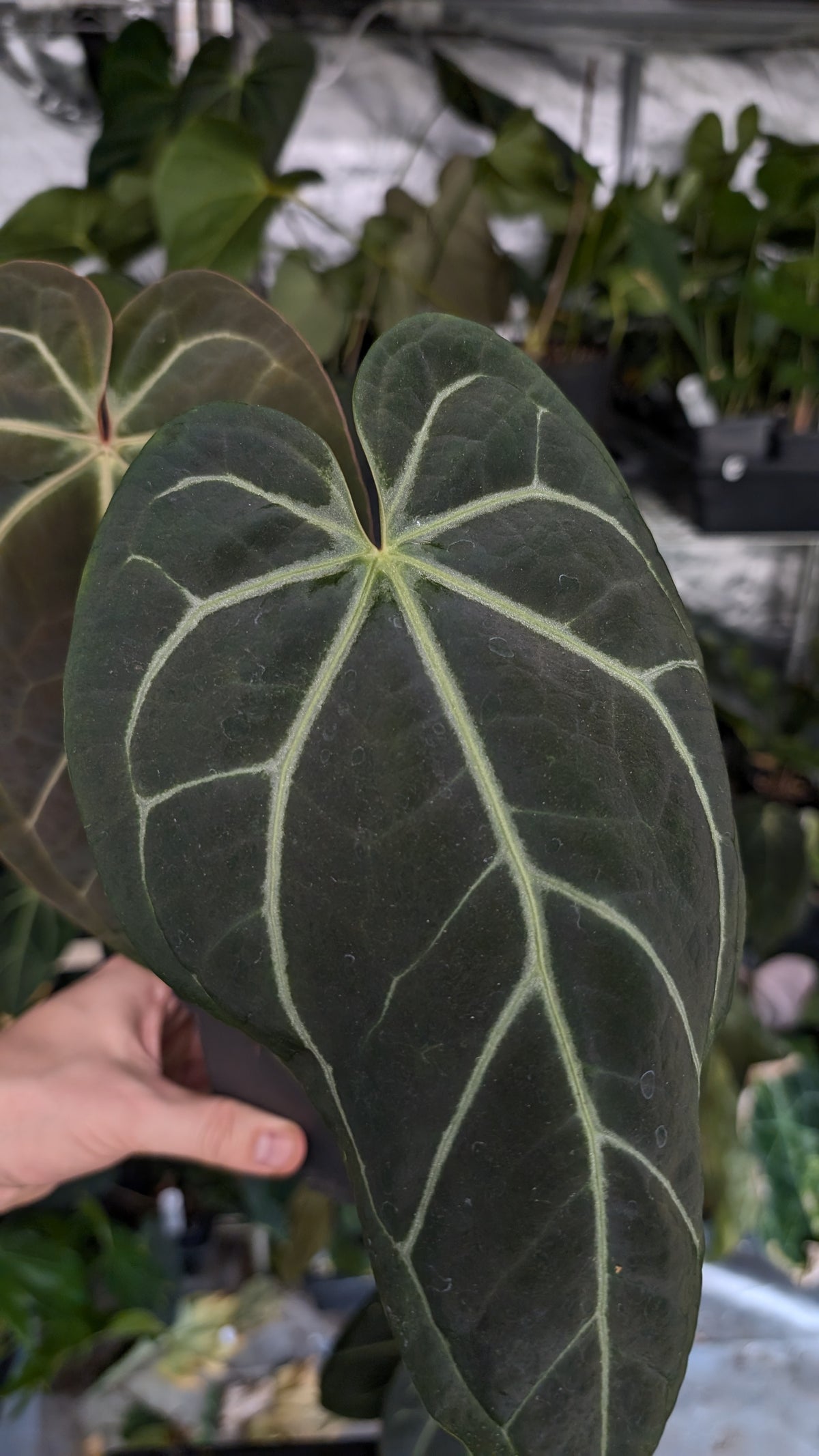 Anthurium Doc Block Zara x Michelle 'Selected Dark Form' x Besseae aff. 'Black Pillow'