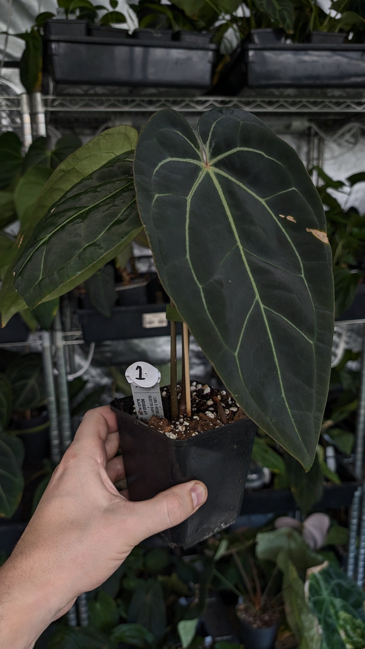 Anthurium Doc Block Zara x Michelle 'Selected Dark Form' x Besseae aff. 'Black Pillow'