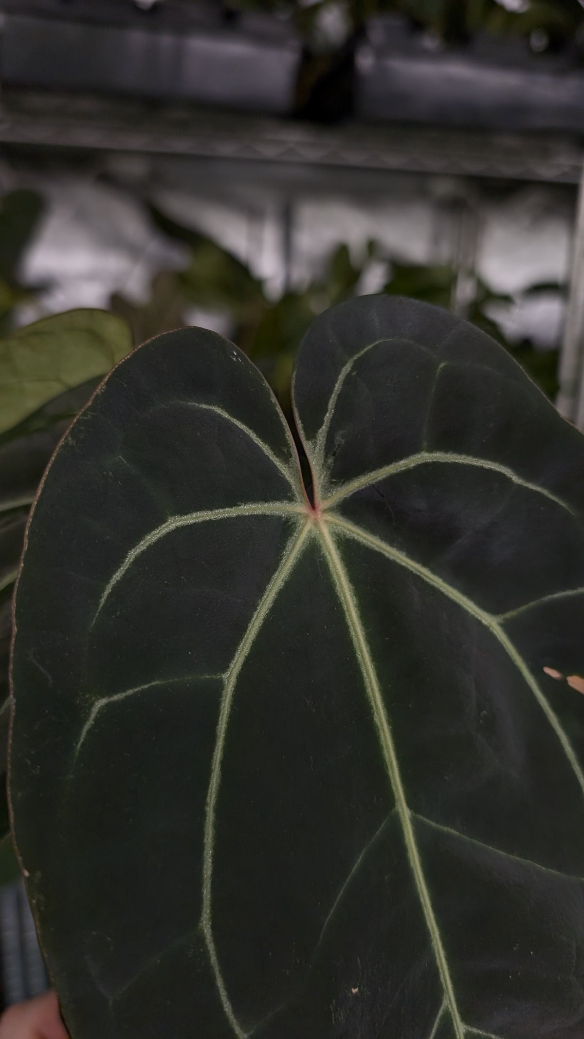 Anthurium Doc Block Zara x Michelle 'Selected Dark Form' x Besseae aff. 'Black Pillow'
