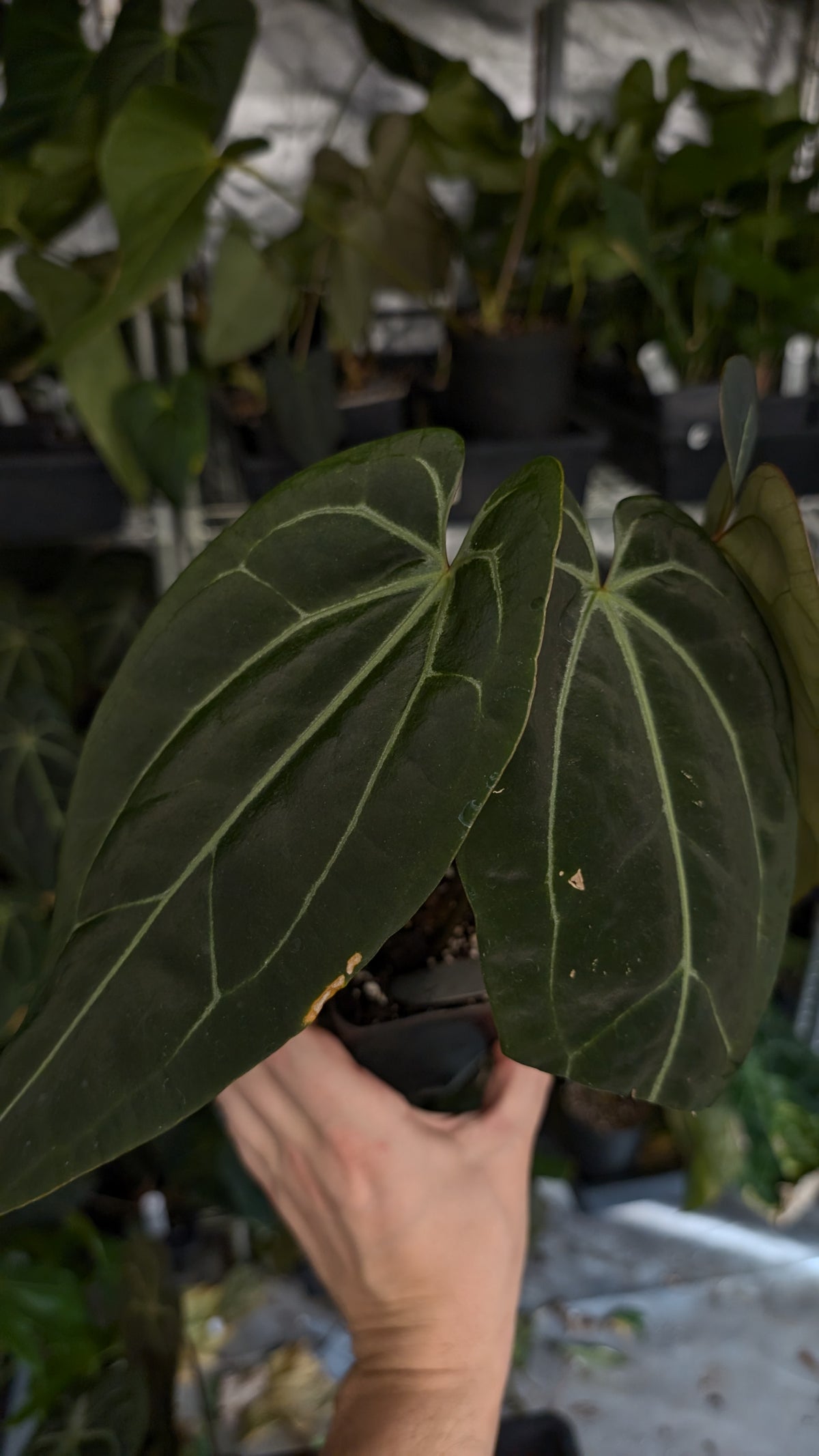 Anthurium Doc Block Zara x Michelle 'Selected Dark Form' x Besseae aff. 'Black Pillow'