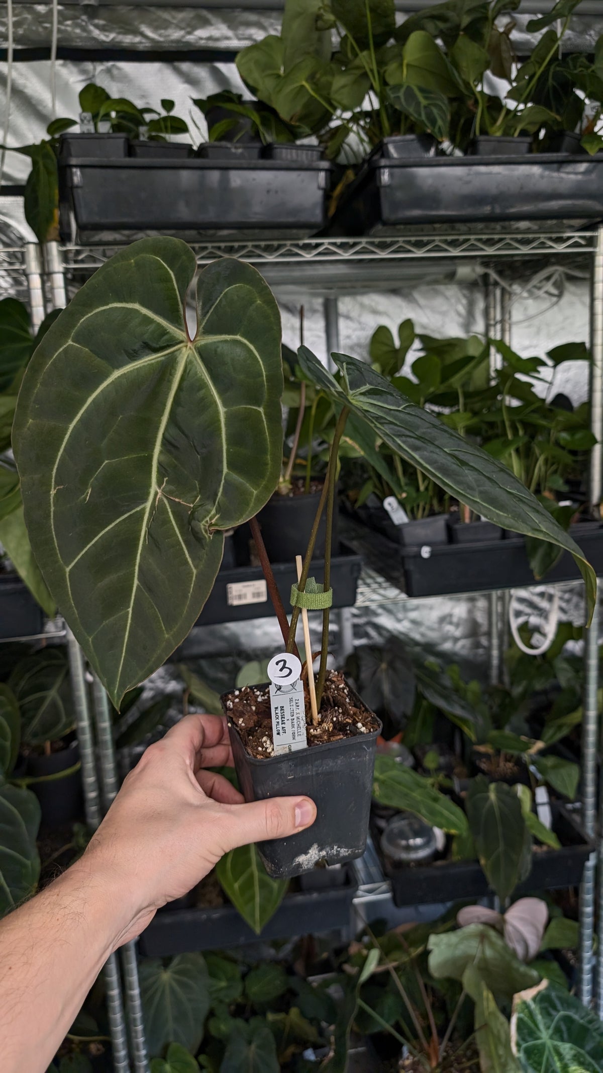 Anthurium Doc Block Zara x Michelle 'Selected Dark Form' x Besseae aff. 'Black Pillow'