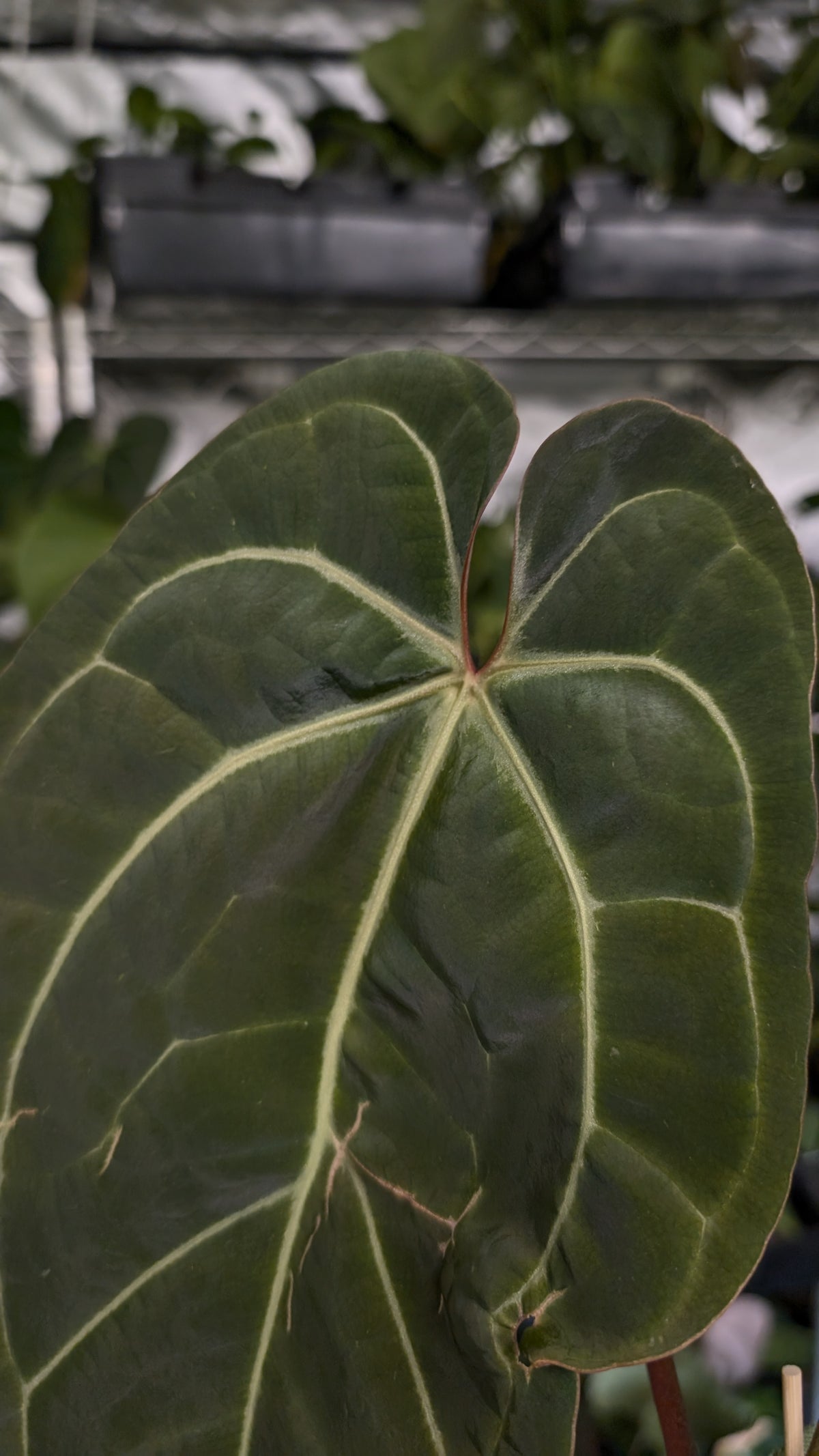 Anthurium Doc Block Zara x Michelle 'Selected Dark Form' x Besseae aff. 'Black Pillow'