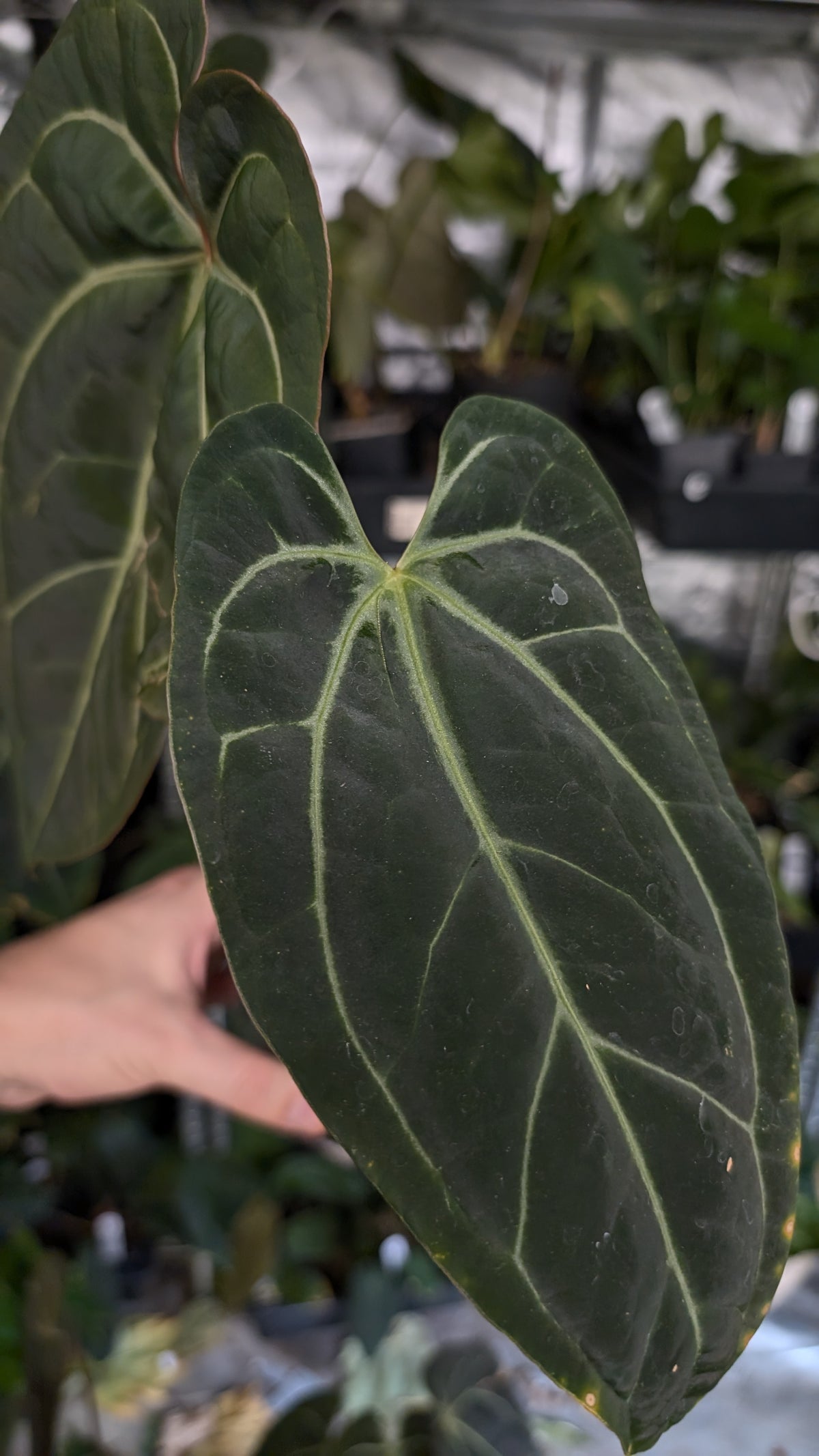 Anthurium Doc Block Zara x Michelle 'Selected Dark Form' x Besseae aff. 'Black Pillow'