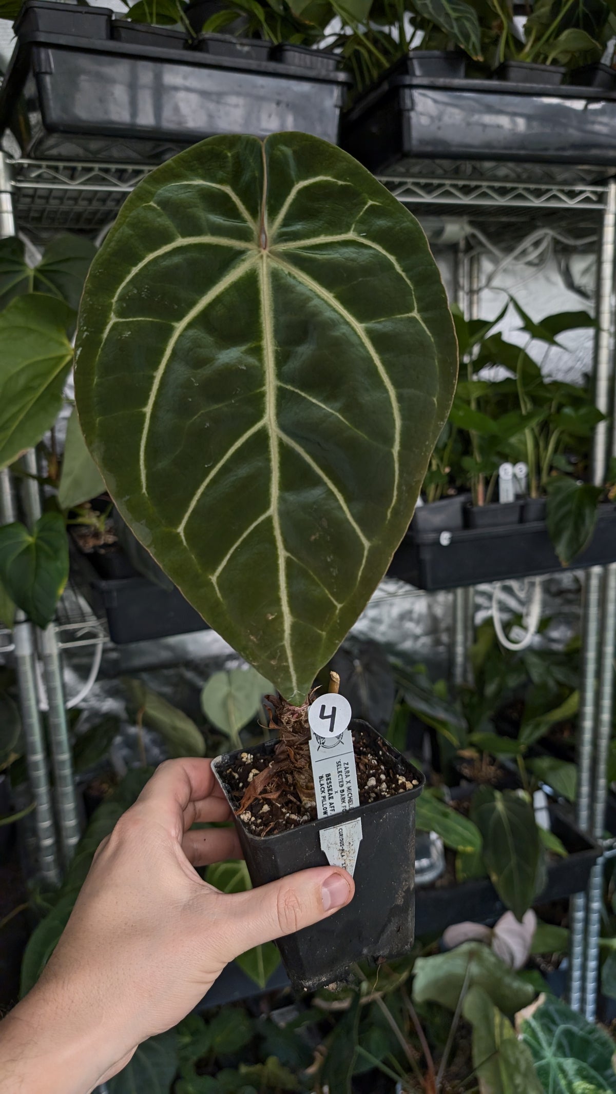 Anthurium Doc Block Zara x Michelle 'Selected Dark Form' x Besseae aff. 'Black Pillow'
