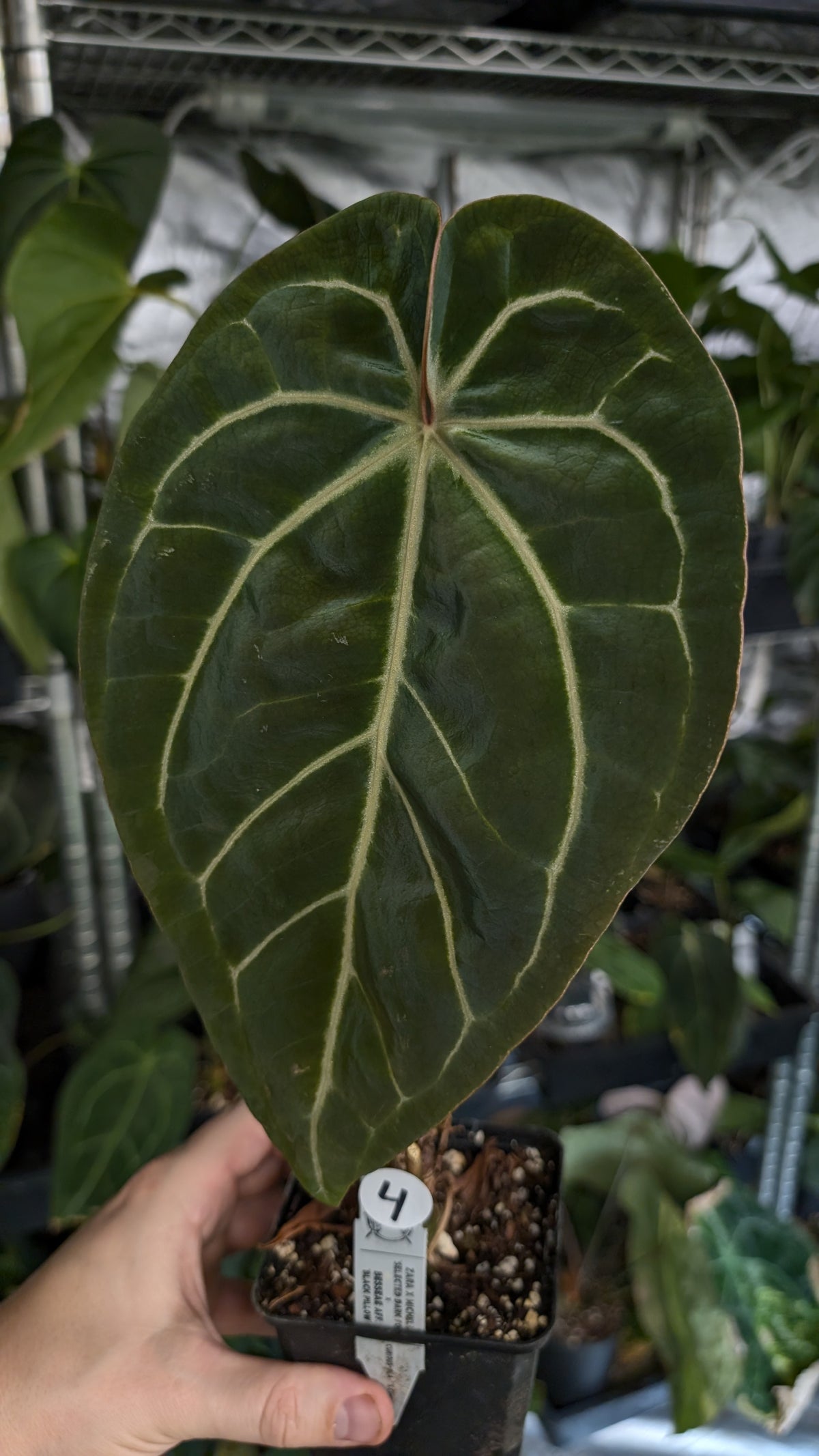 Anthurium Doc Block Zara x Michelle 'Selected Dark Form' x Besseae aff. 'Black Pillow'