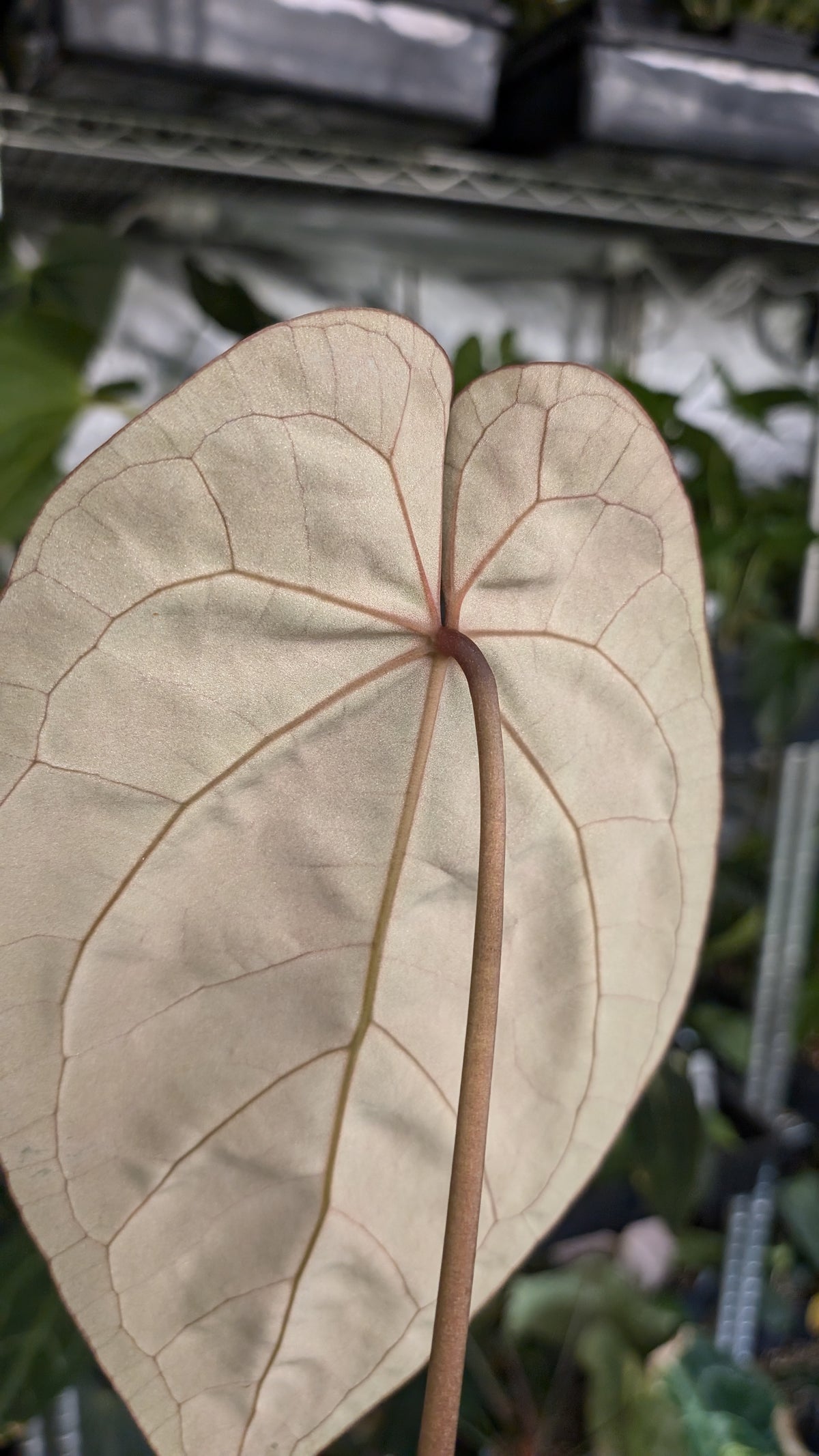 Anthurium Doc Block Zara x Michelle 'Selected Dark Form' x Besseae aff. 'Black Pillow'