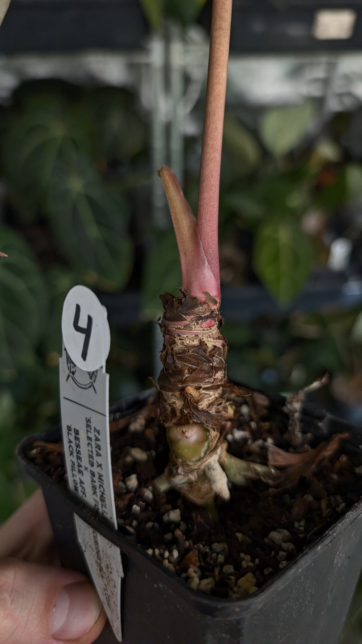 Anthurium Doc Block Zara x Michelle 'Selected Dark Form' x Besseae aff. 'Black Pillow'
