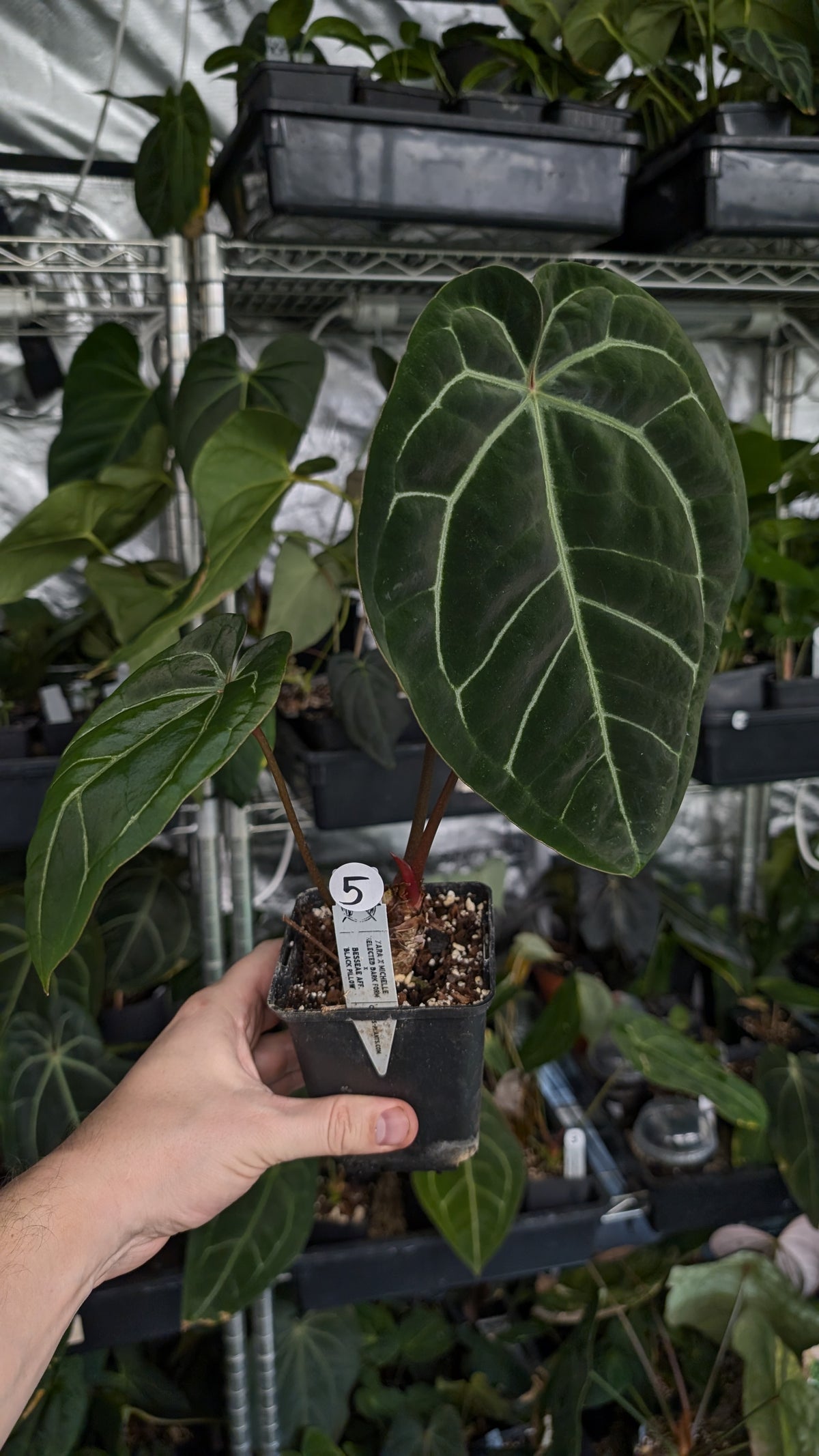 Anthurium Doc Block Zara x Michelle 'Selected Dark Form' x Besseae aff. 'Black Pillow'