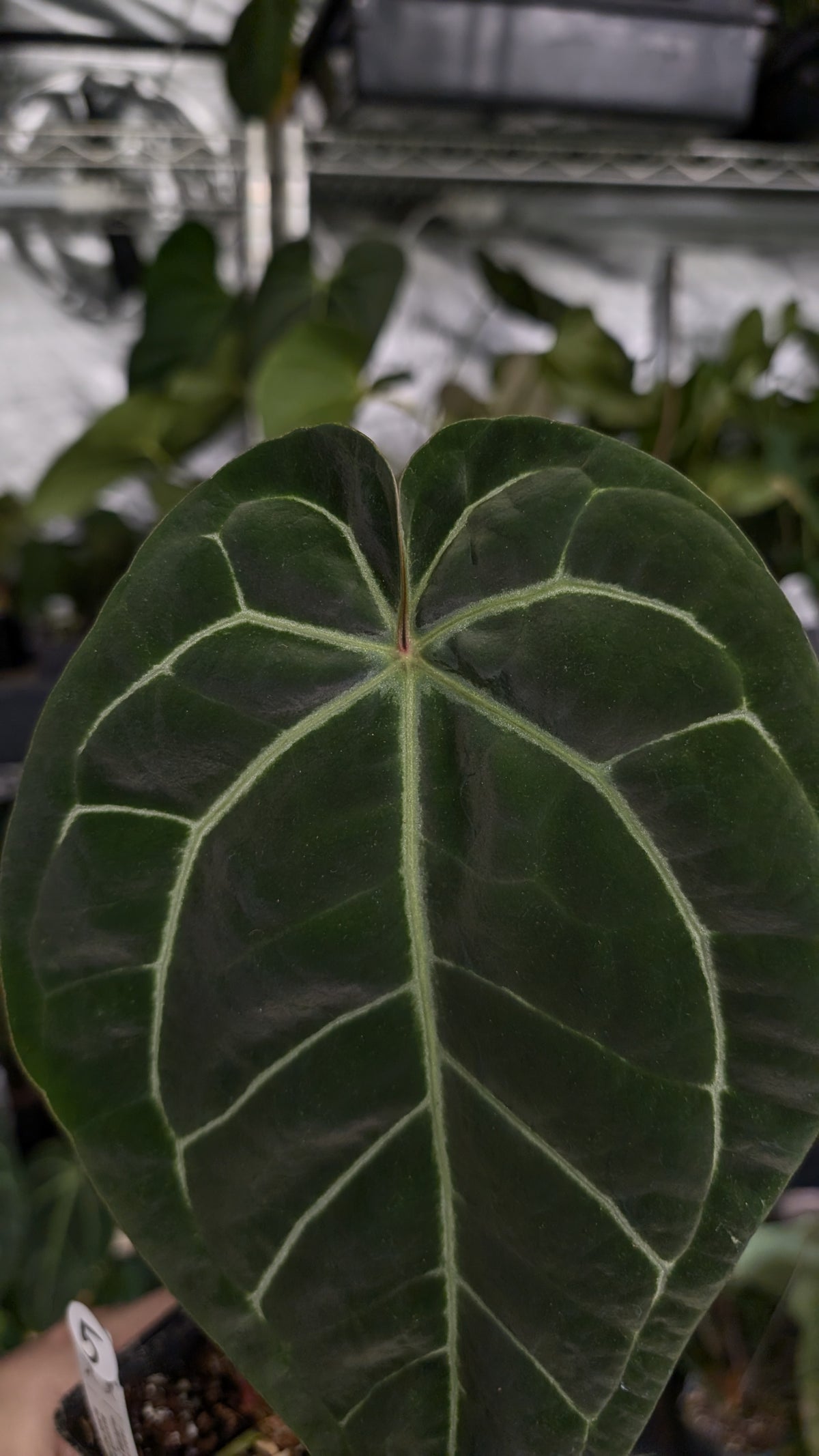 Anthurium Doc Block Zara x Michelle 'Selected Dark Form' x Besseae aff. 'Black Pillow'