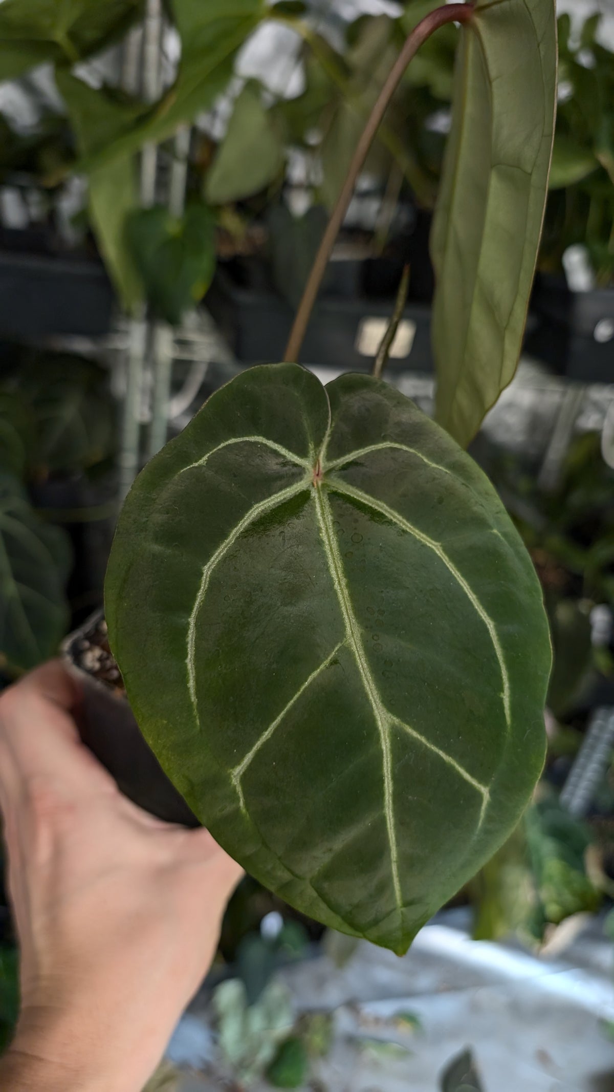 Anthurium Doc Block Zara x Michelle 'Selected Dark Form' x Besseae aff. 'Black Pillow'
