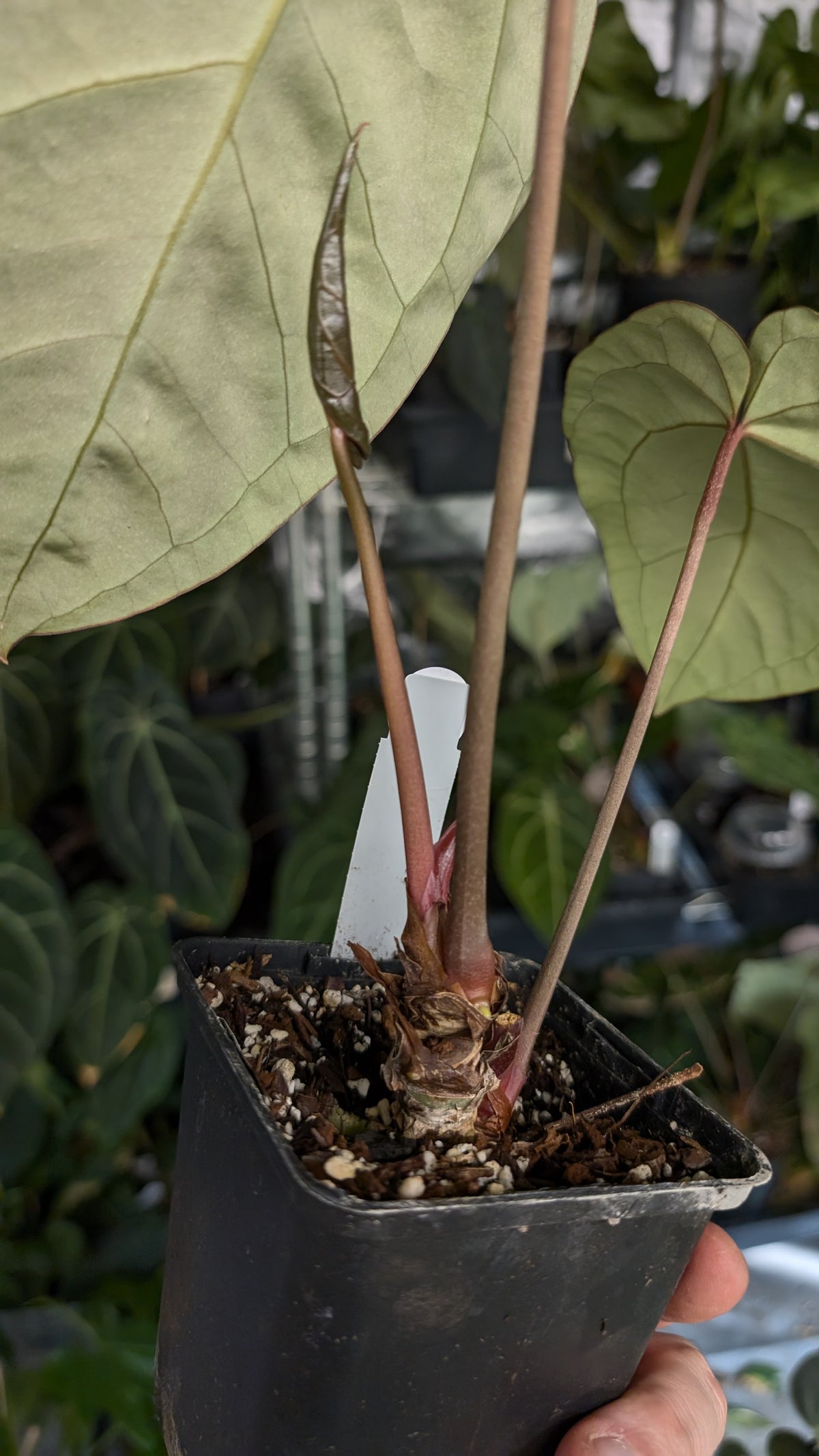 Anthurium Doc Block Zara x Michelle 'Selected Dark Form' x Besseae aff. 'Black Pillow'