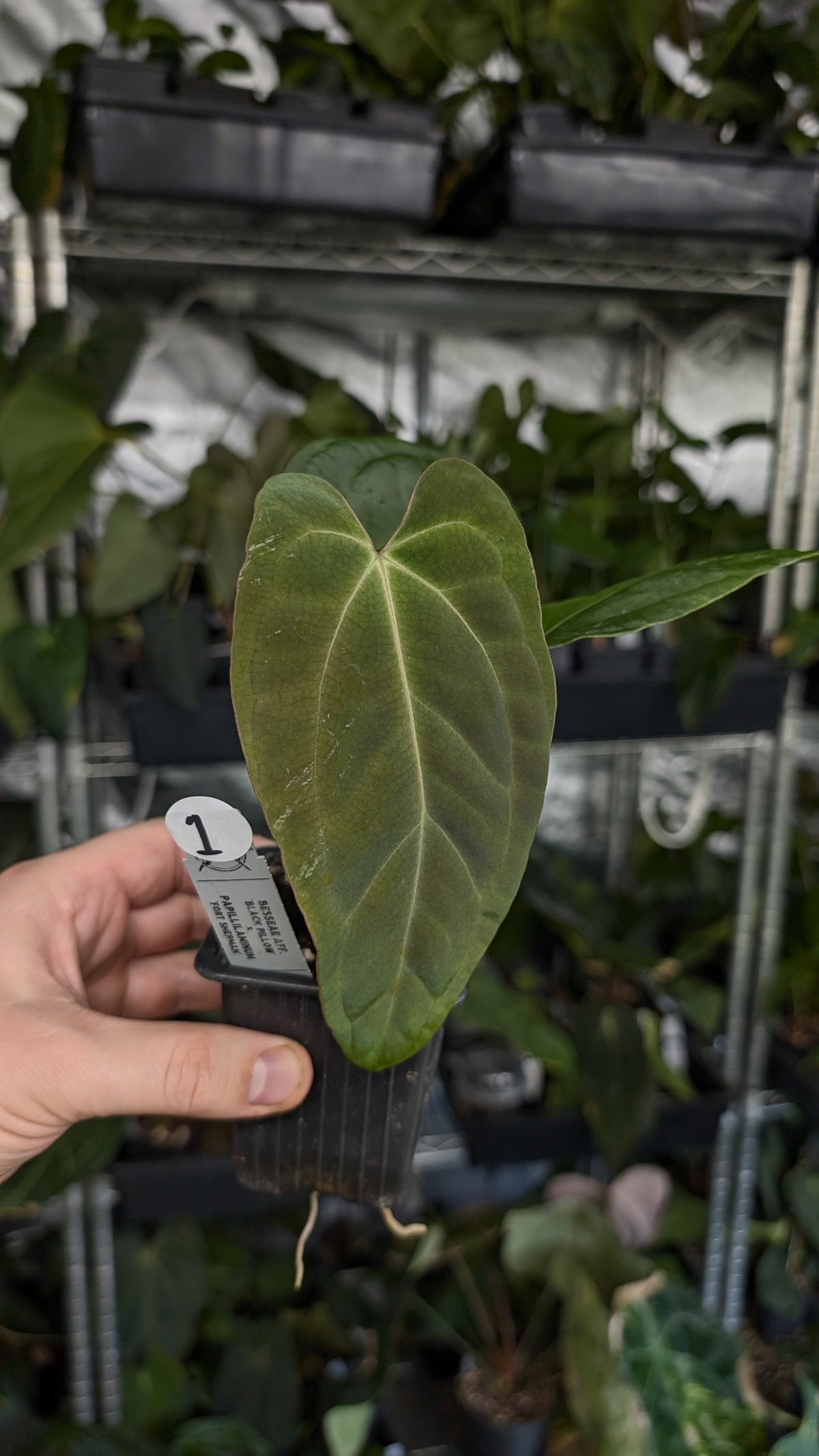 Anthurium Besseae aff 'Black Pillow' x Papillilaminum 'Fort Sherman'