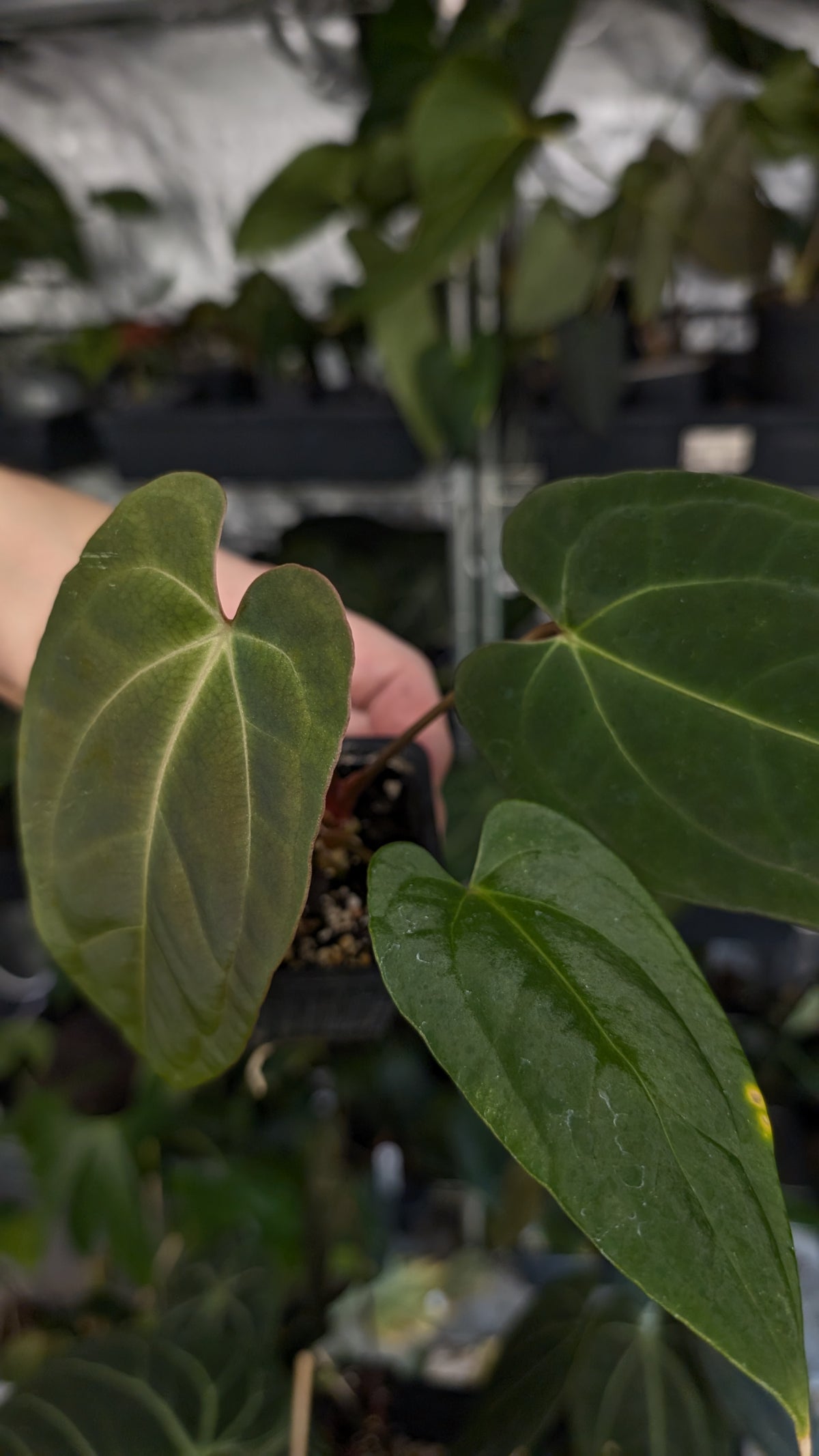 Anthurium Besseae aff 'Black Pillow' x Papillilaminum 'Fort Sherman'