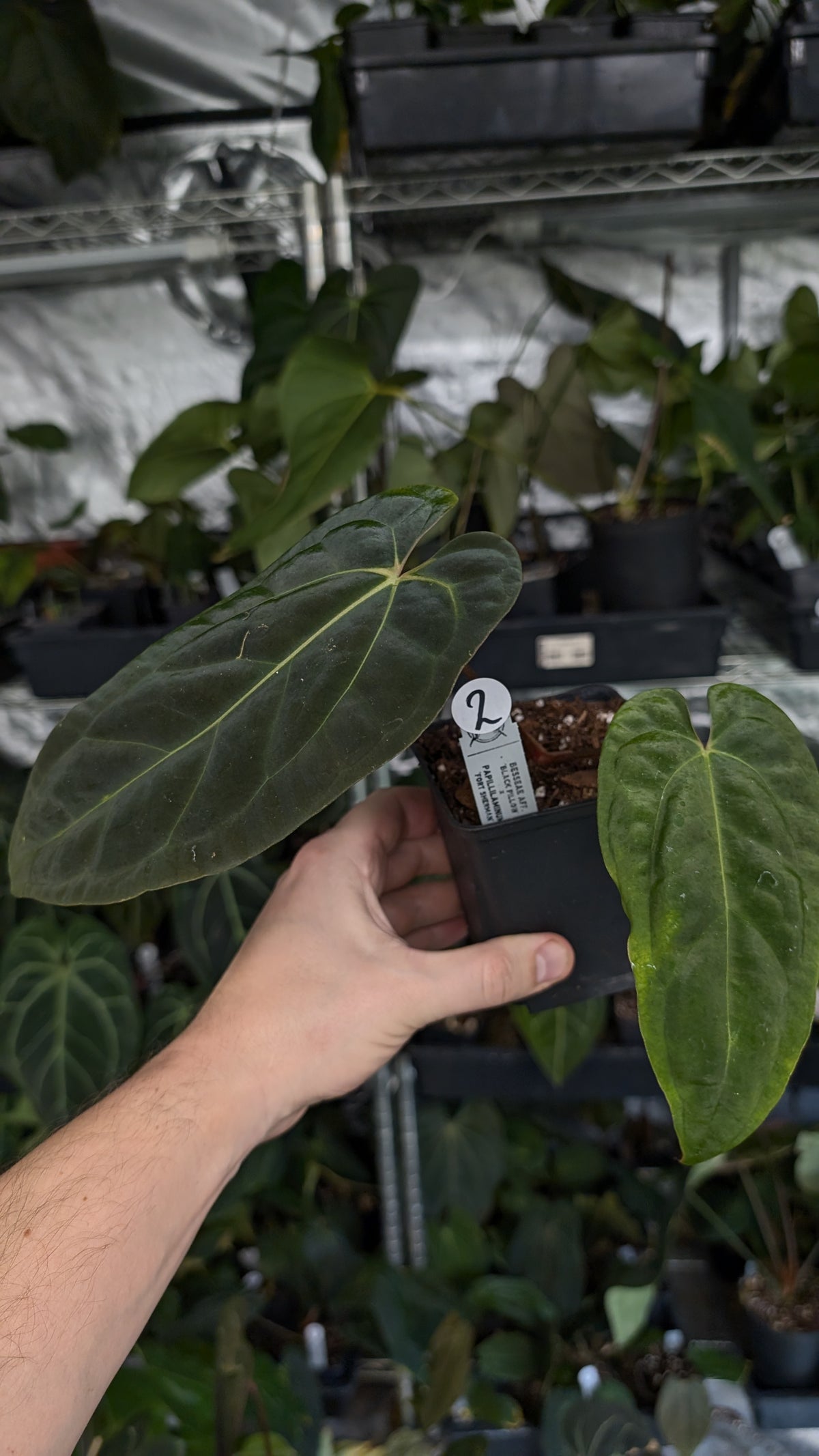 Anthurium Besseae aff 'Black Pillow' x Papillilaminum 'Fort Sherman'