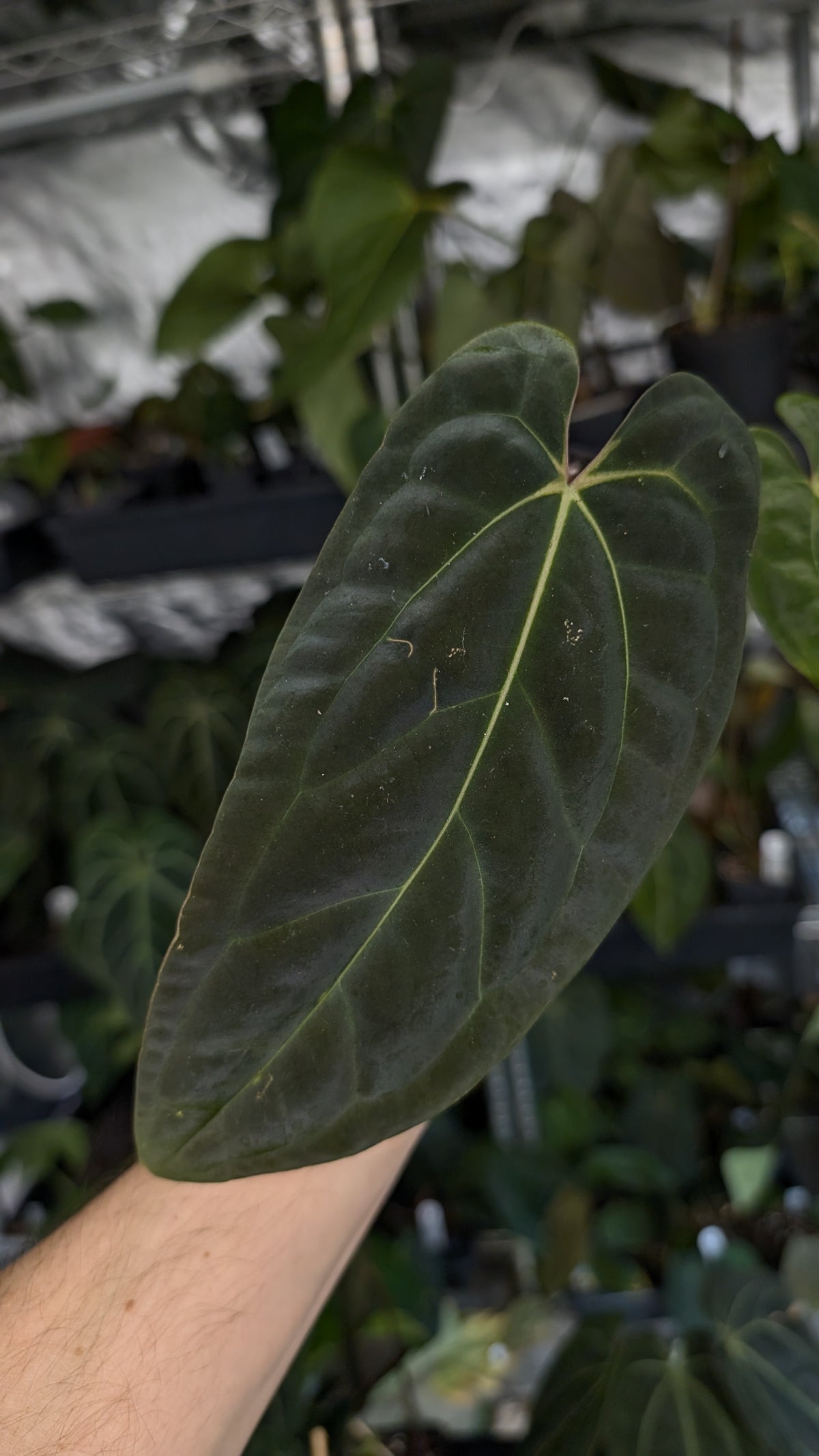 Anthurium Besseae aff 'Black Pillow' x Papillilaminum 'Fort Sherman'