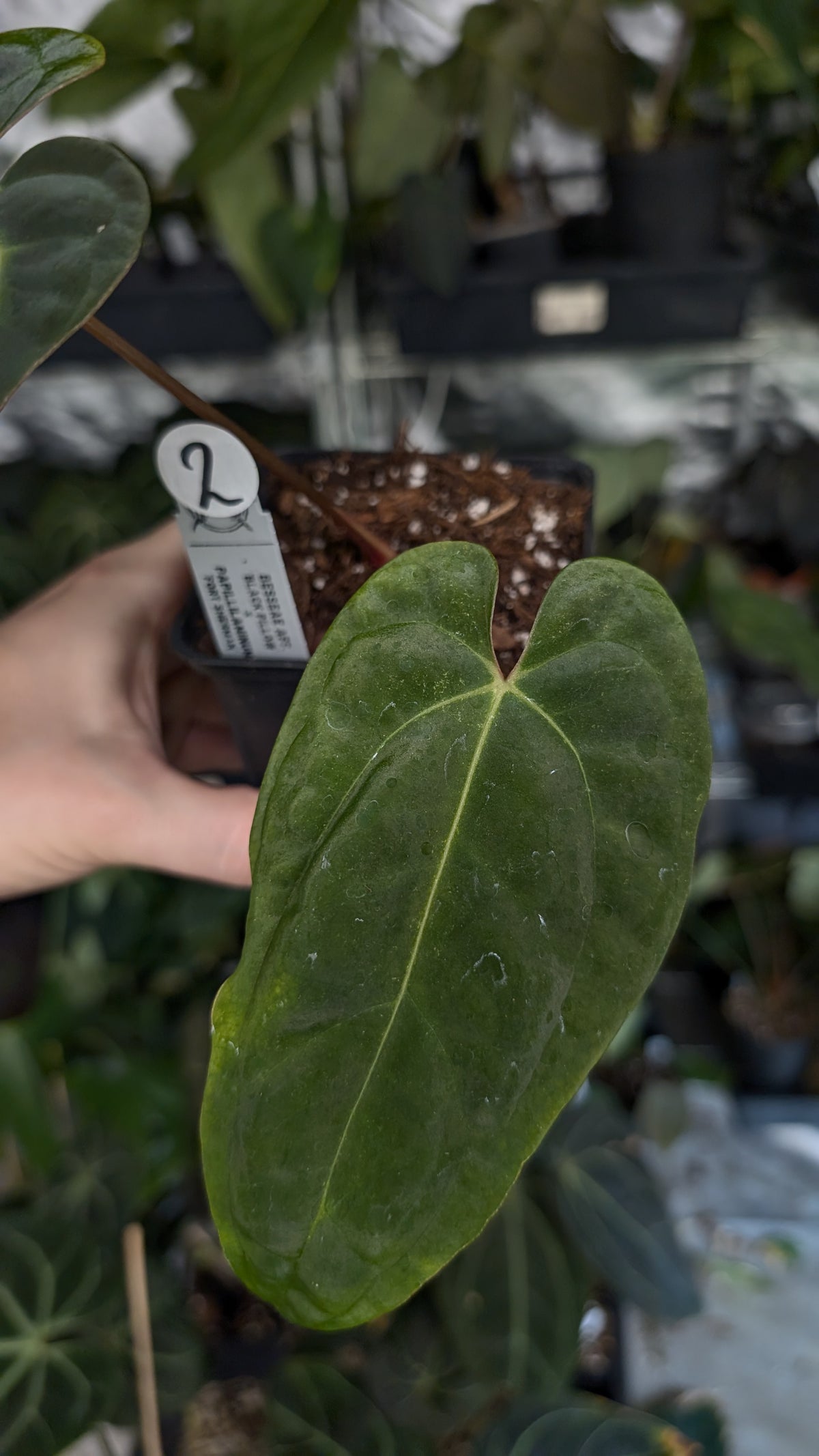 Anthurium Besseae aff 'Black Pillow' x Papillilaminum 'Fort Sherman'