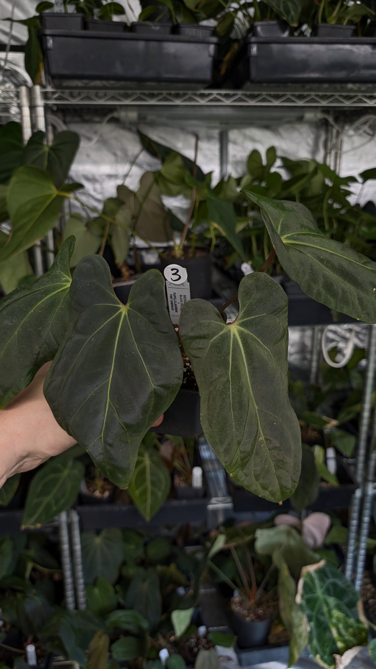 Anthurium Besseae aff 'Black Pillow' x Papillilaminum 'Fort Sherman'