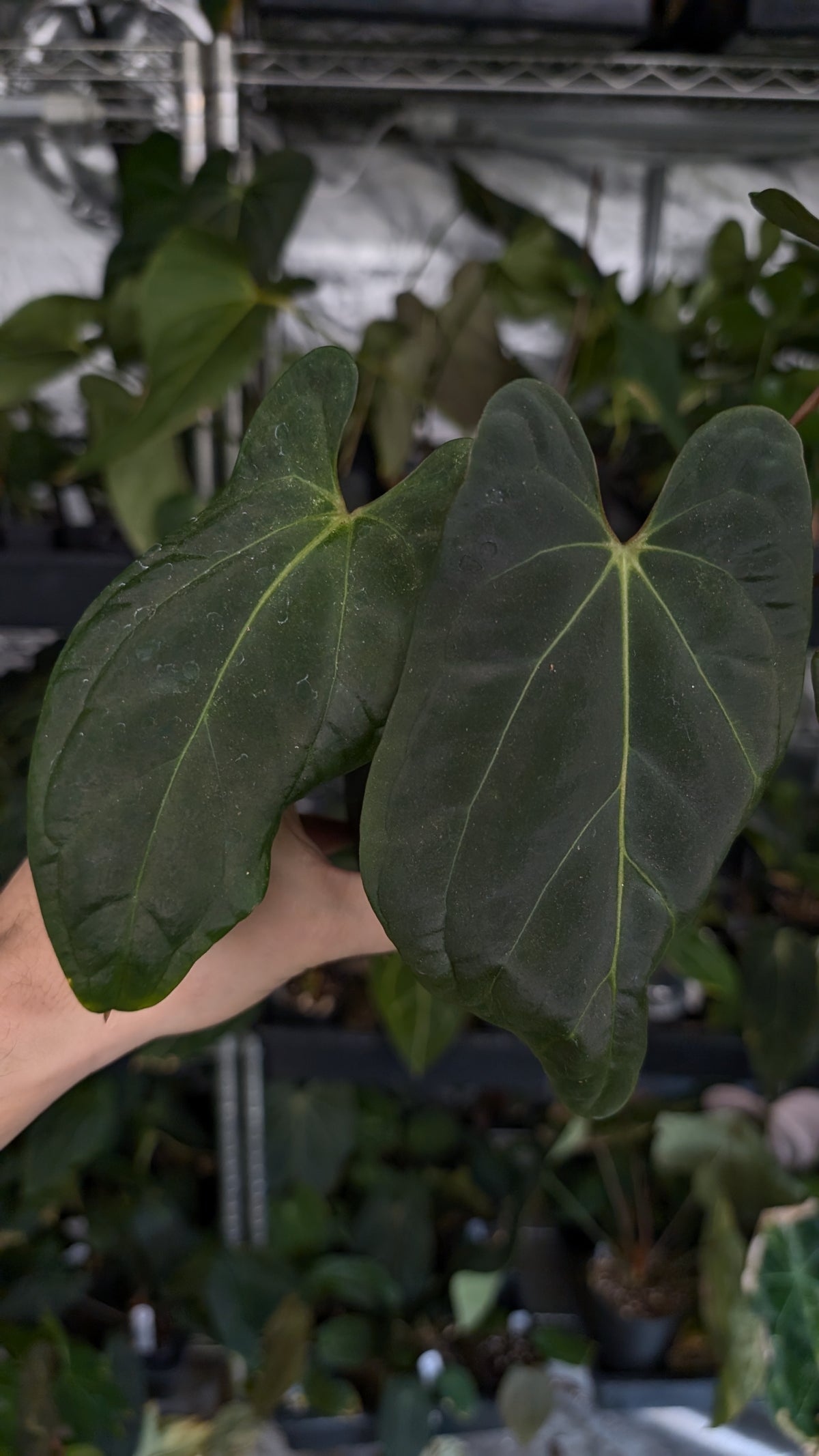 Anthurium Besseae aff 'Black Pillow' x Papillilaminum 'Fort Sherman'