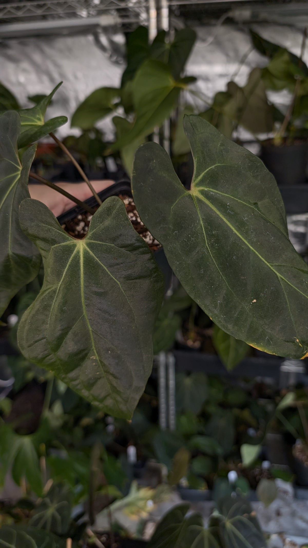 Anthurium Besseae aff 'Black Pillow' x Papillilaminum 'Fort Sherman'