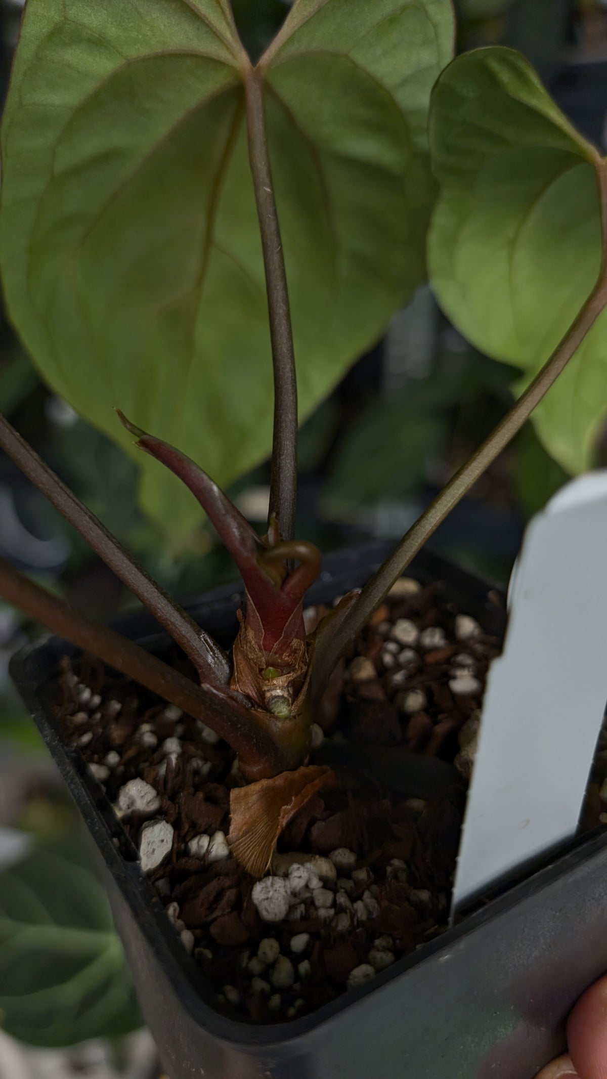 Anthurium Besseae aff 'Black Pillow' x Papillilaminum 'Fort Sherman'