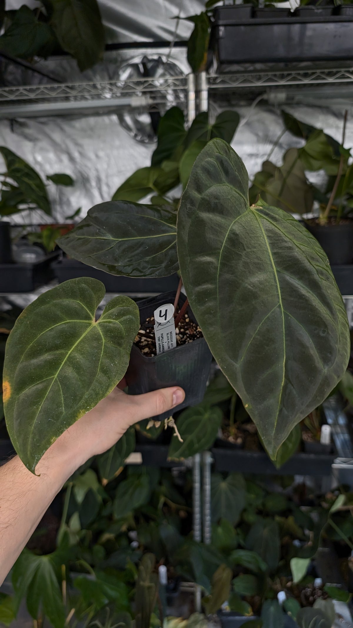 Anthurium Besseae aff 'Black Pillow' x Papillilaminum 'Fort Sherman'
